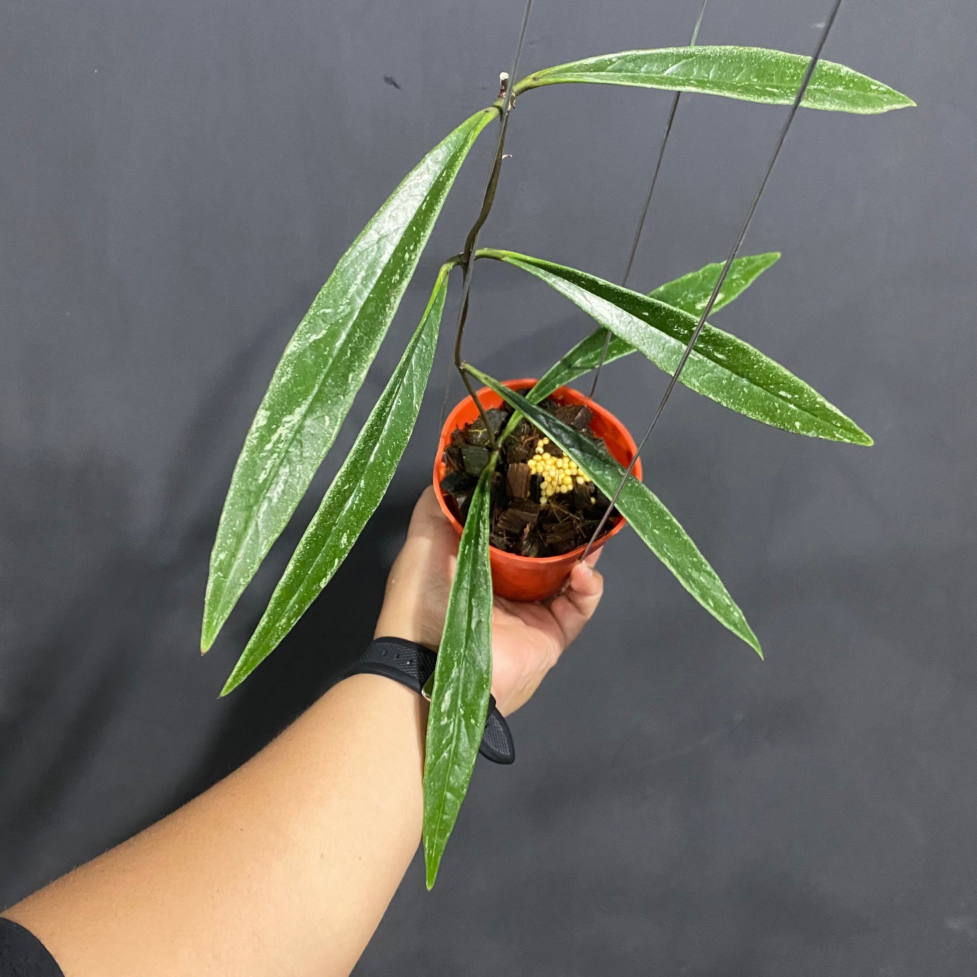 Hoya Sulawesiana Silver Edge - Indonesian Rare Plants