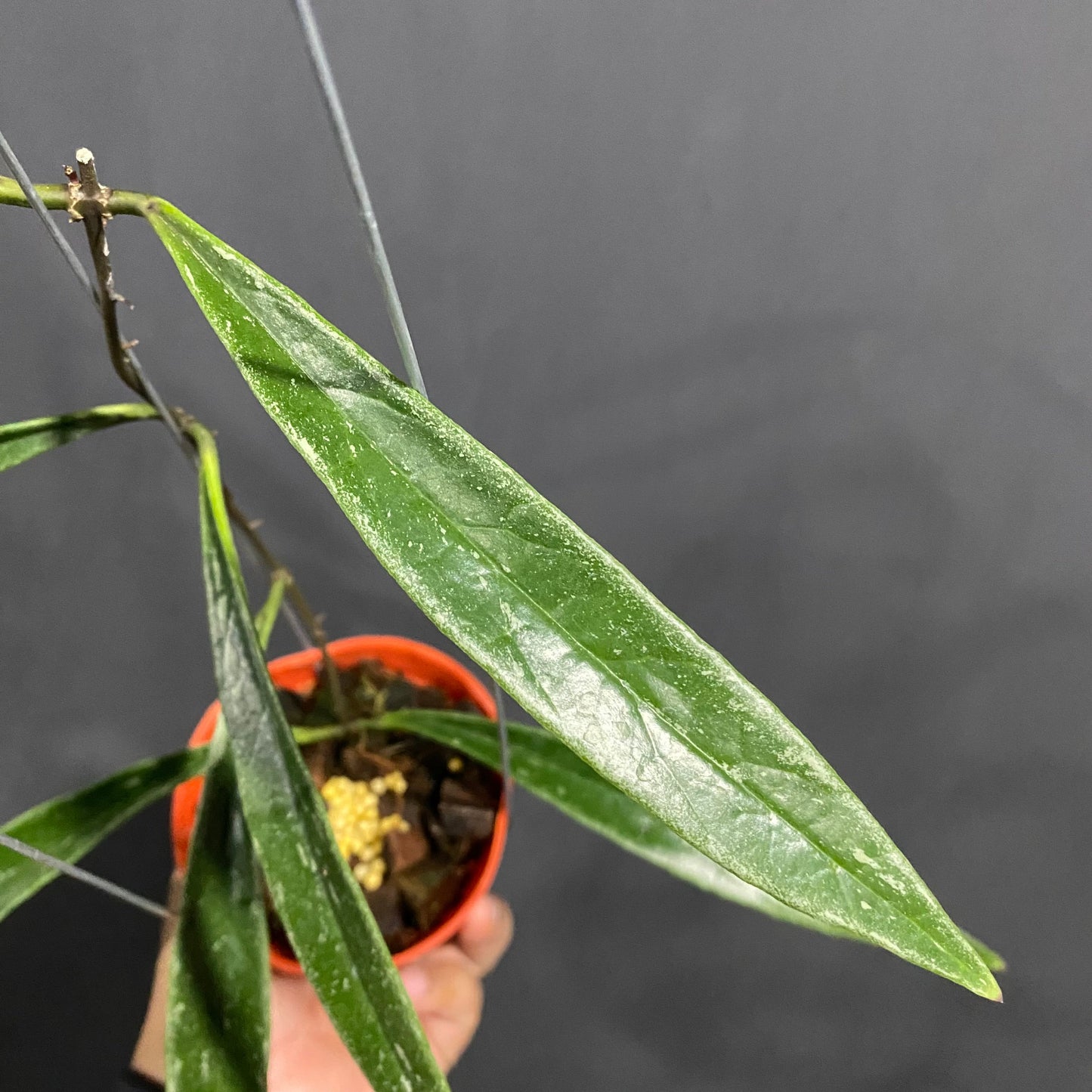 Hoya Sulawesiana Silver Edge