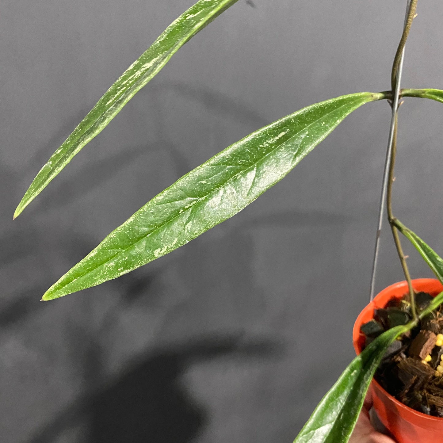 Hoya Sulawesiana Silver Edge