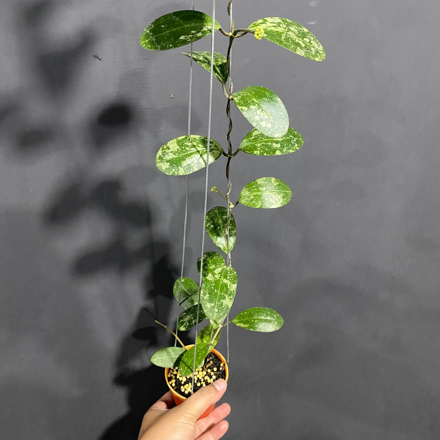 Hoya Elliptica Splash - Indonesian Rare Plants