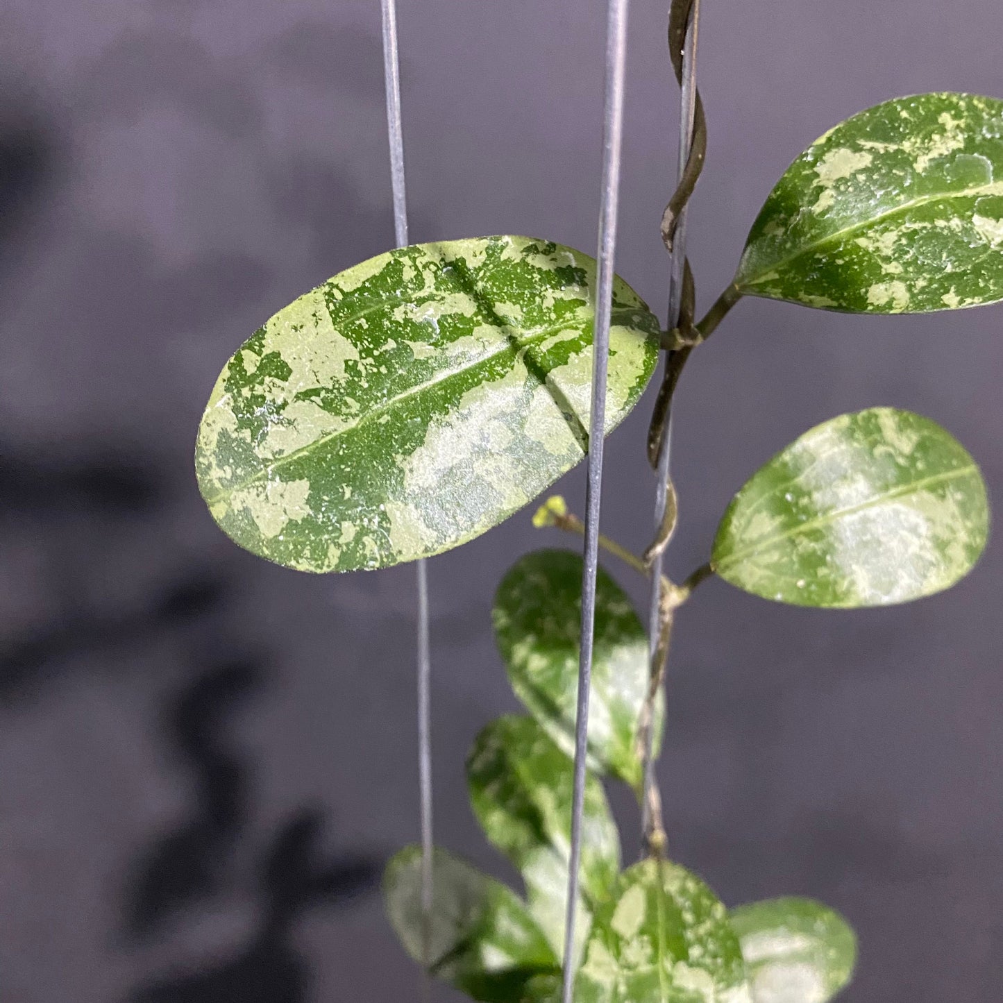 Hoya Elliptica Splash