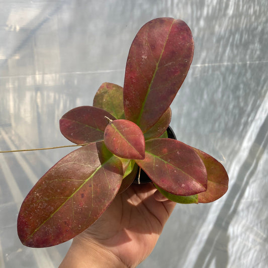 Hoya Buntokensis Red - Indonesian Rare Plants