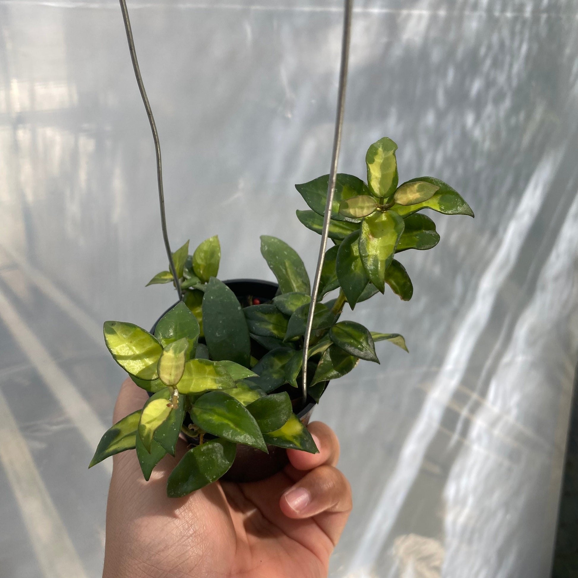 Hoya Lacunosa Agni - Indonesian Rare Plants