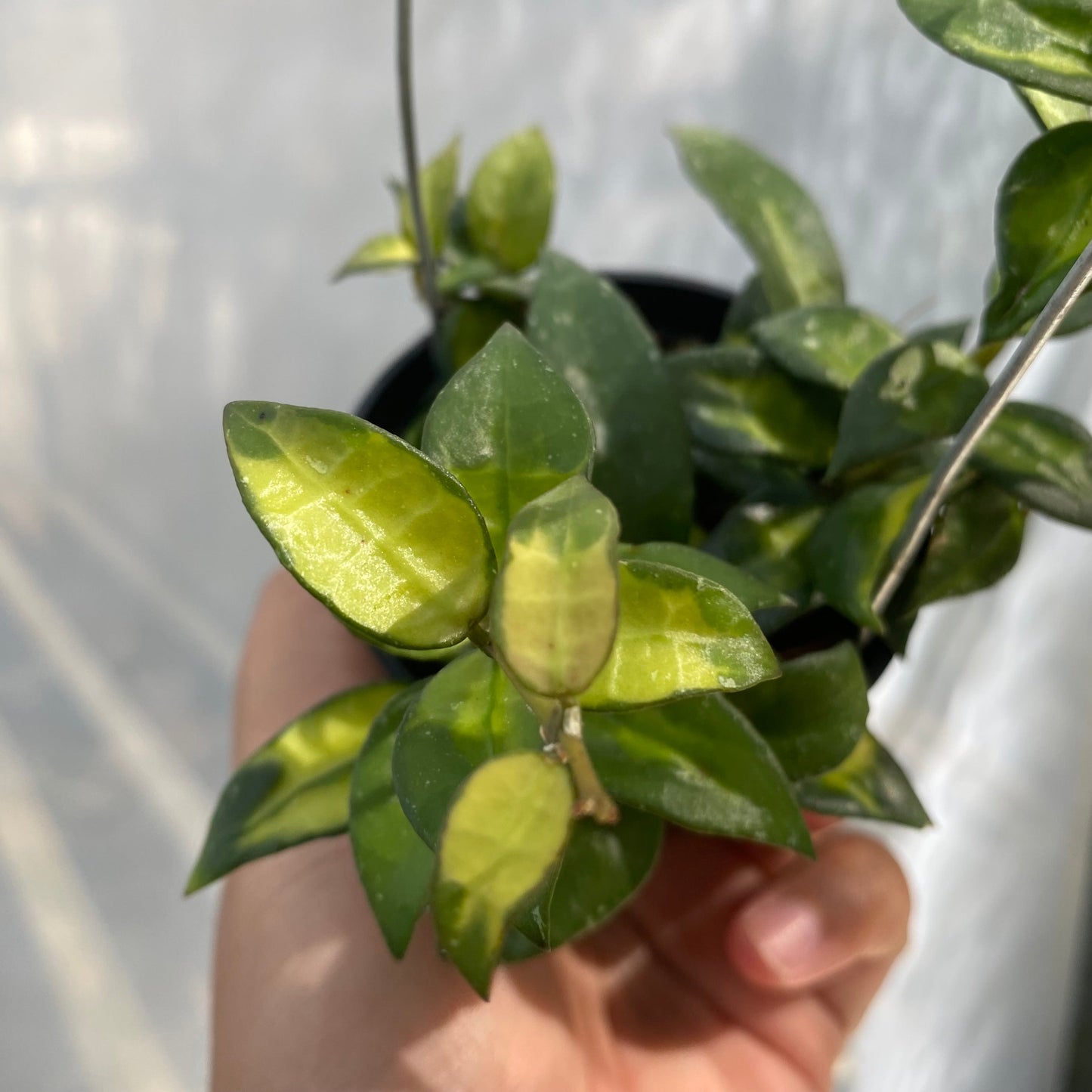 Hoya Lacunosa Agni