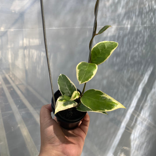 Hoya Verticillata SP Panglay West Java - Indonesian Rare Plants