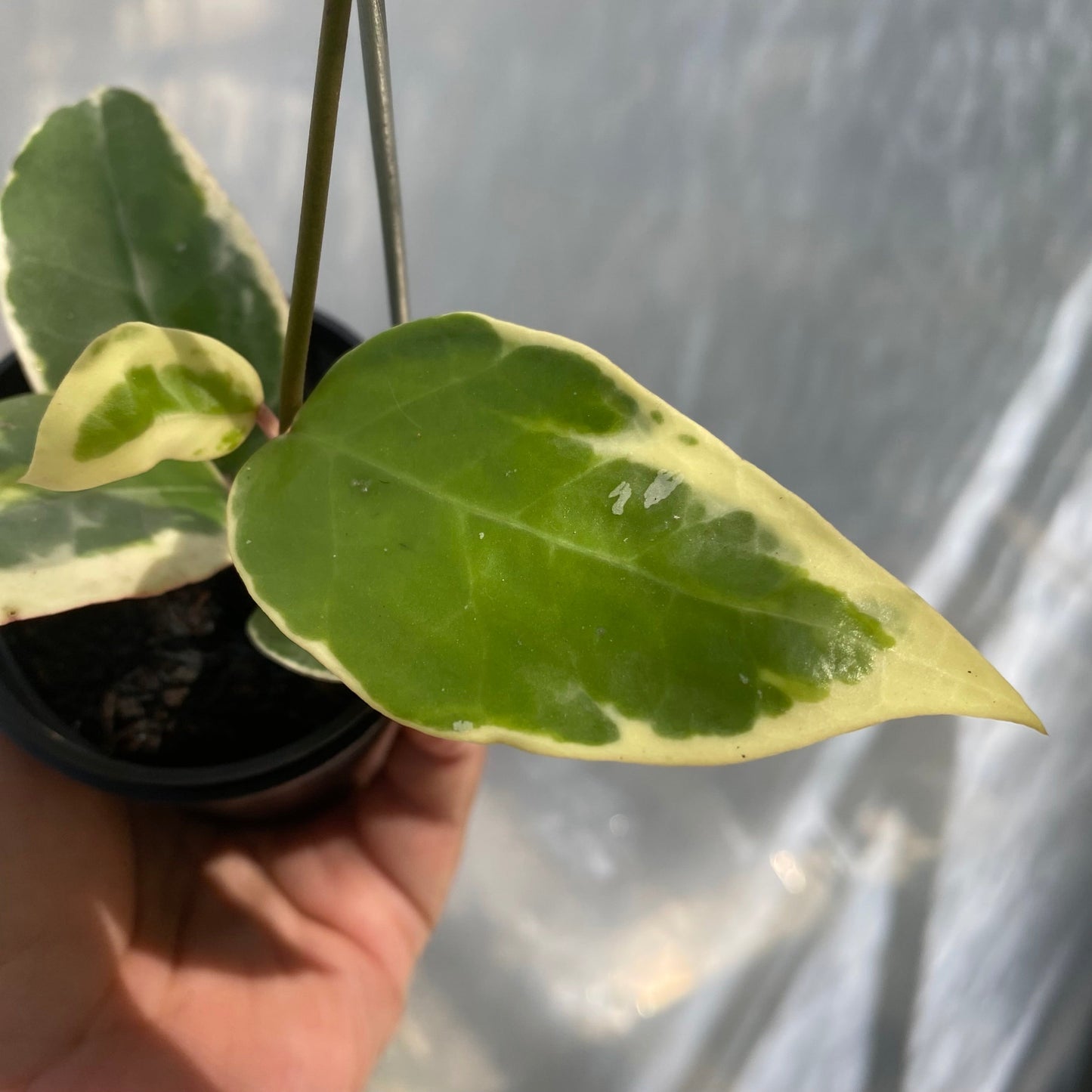 Hoya Verticillata SP Panglay West Java