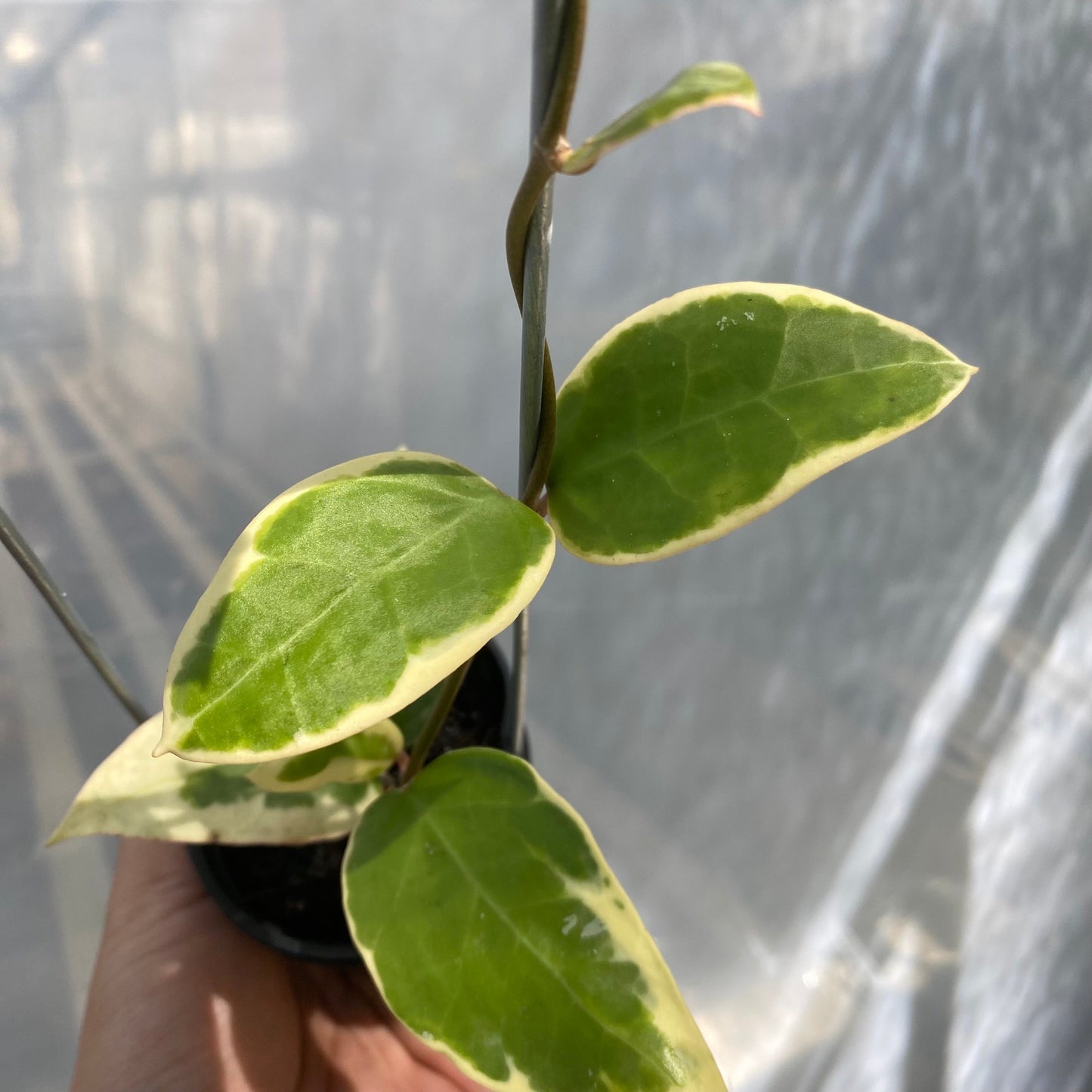 Hoya Verticillata SP Panglay West Java