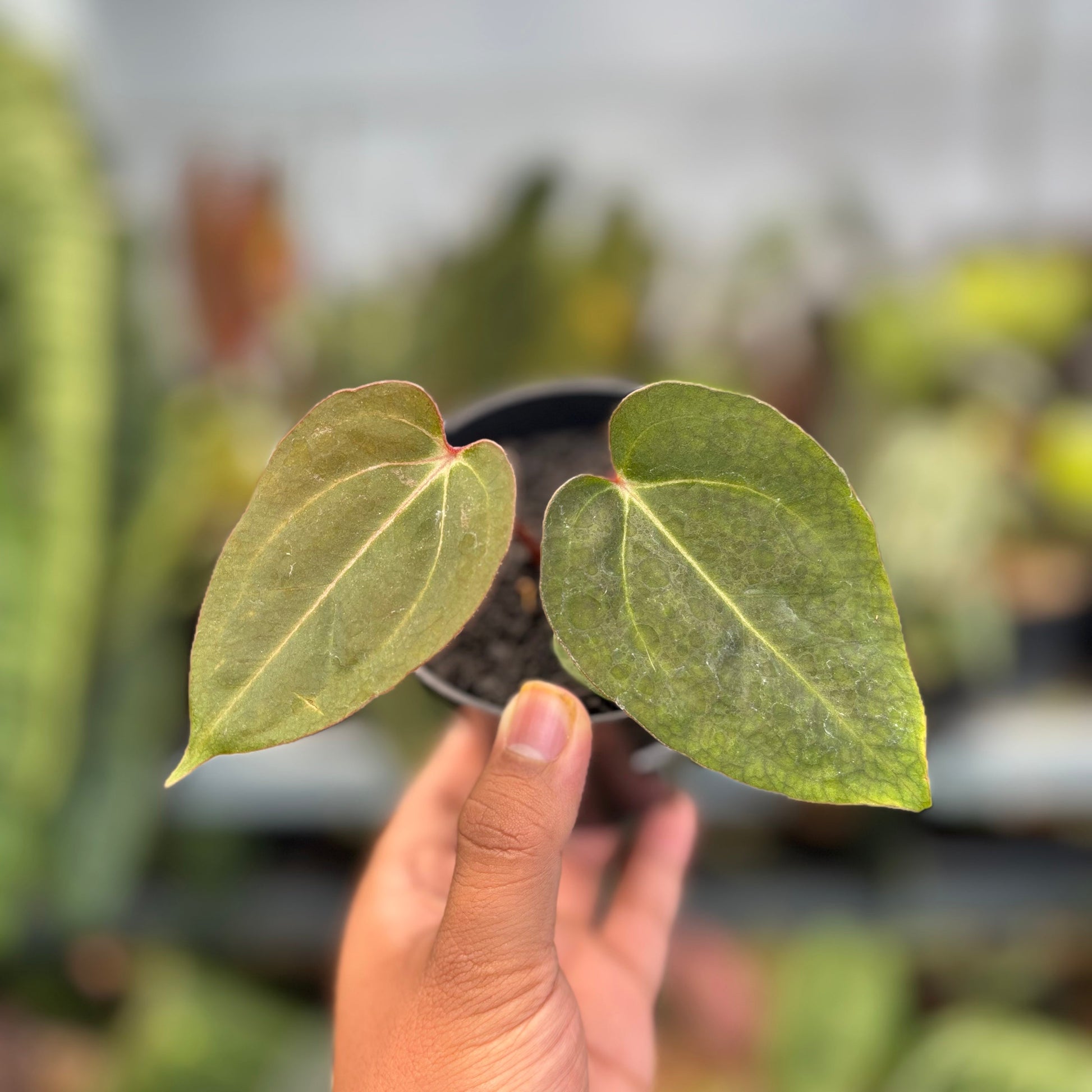 Anthurium Carla Blackiae x Blood of Blue - Indonesian Rare Plants