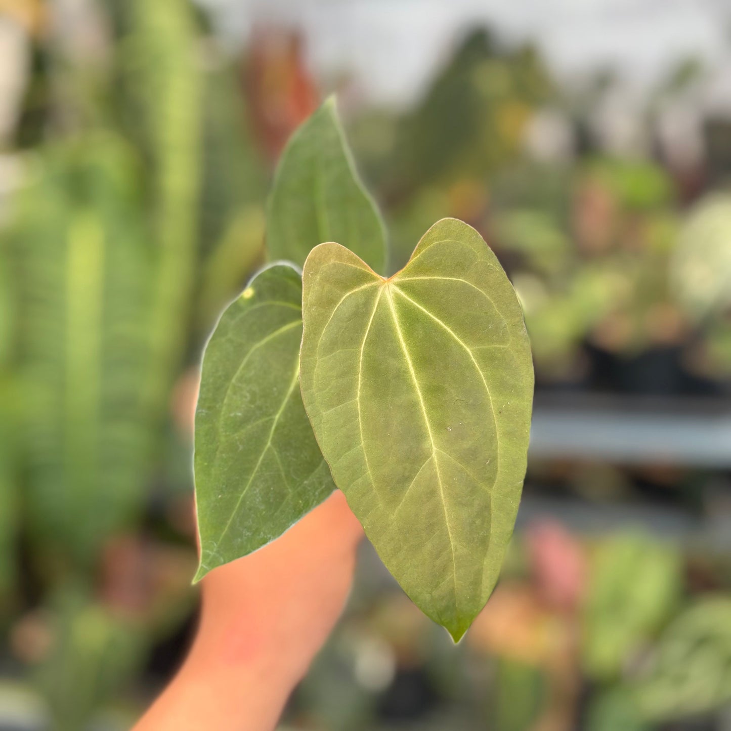 Anthurium FortSherman x Zara Michelle - Indonesian Rare Plants