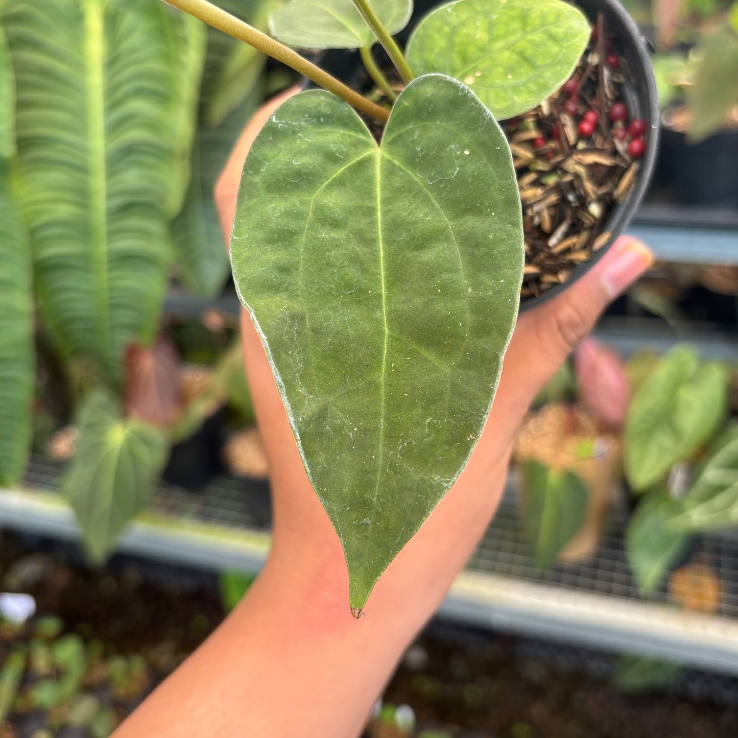 Anthurium Fort Sherman x Zara Michelle — photo 4