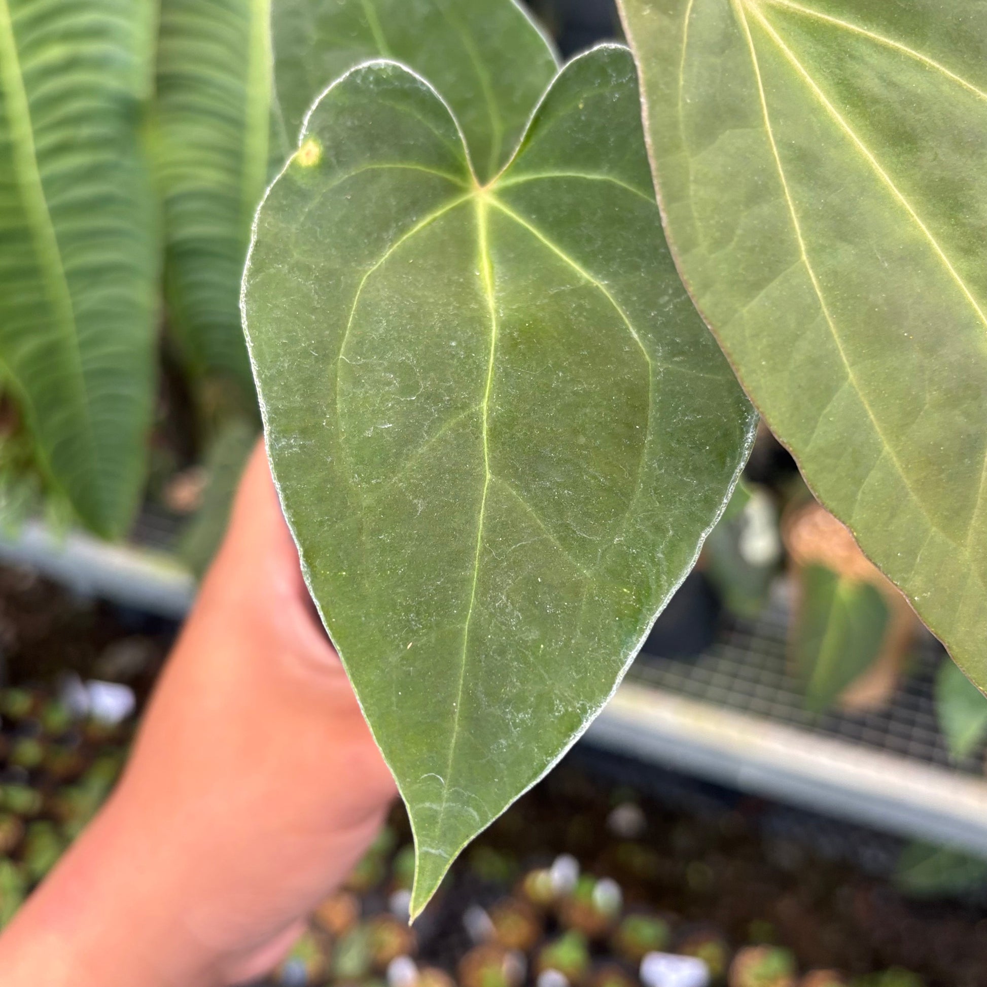 Anthurium Fort Sherman x Zara Michelle — photo 5
