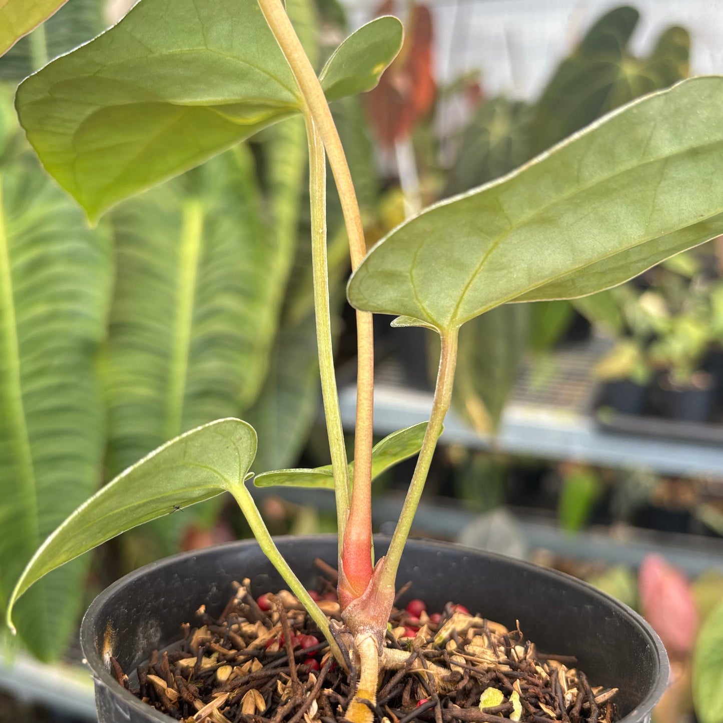 Anthurium Fort Sherman x Zara Michelle — photo 6