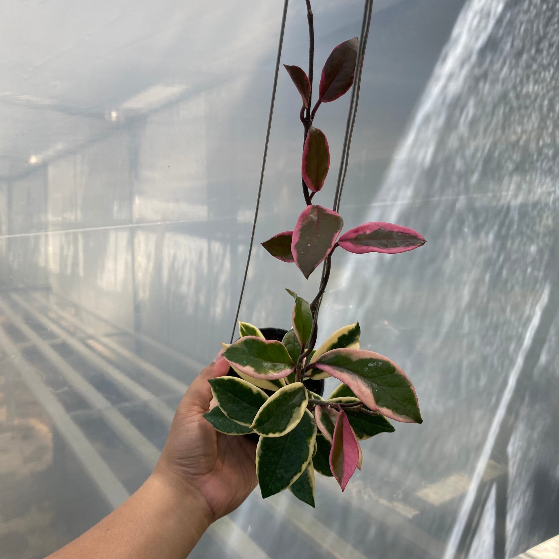 Hoya Carnosa Purple Pride - Indonesian Rare Plants