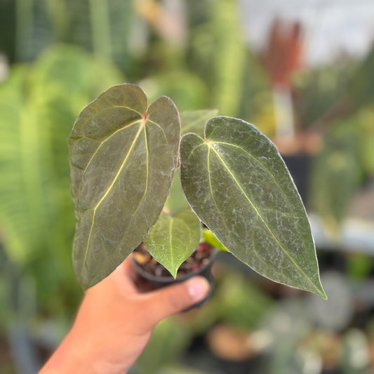 Anthurium FortSherman x Red Crystallinum - Indonesian Rare Plants