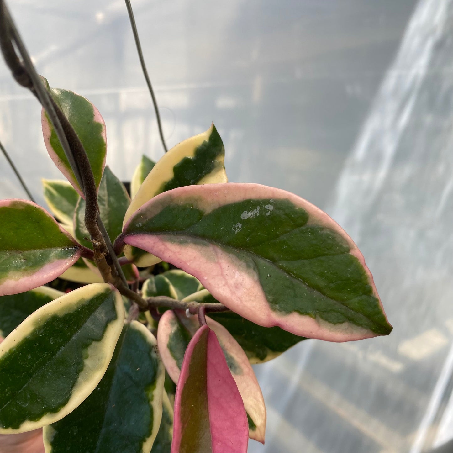 Hoya Carnosa Purple Pride