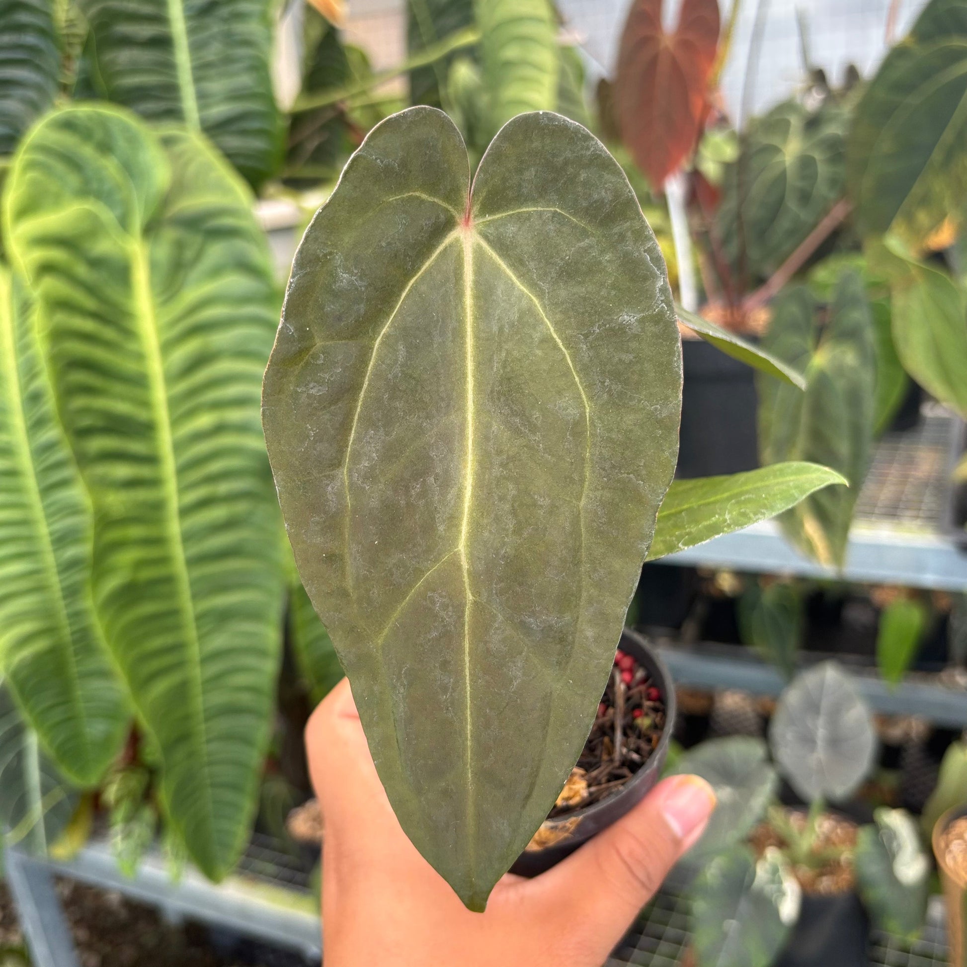 Anthurium Fort Sherman x Red Crystallinum — photo 3
