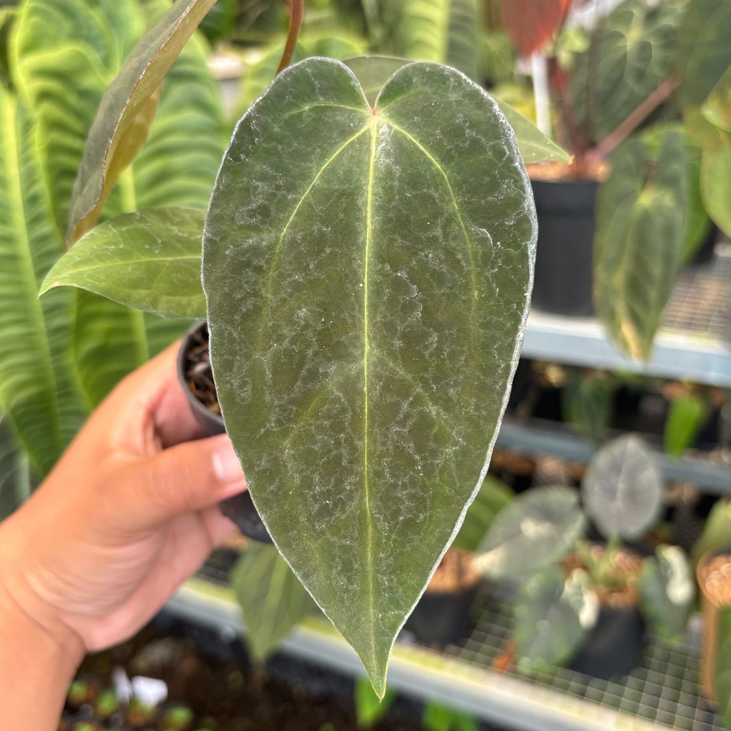 Anthurium FortSherman x Red Crystallinum
