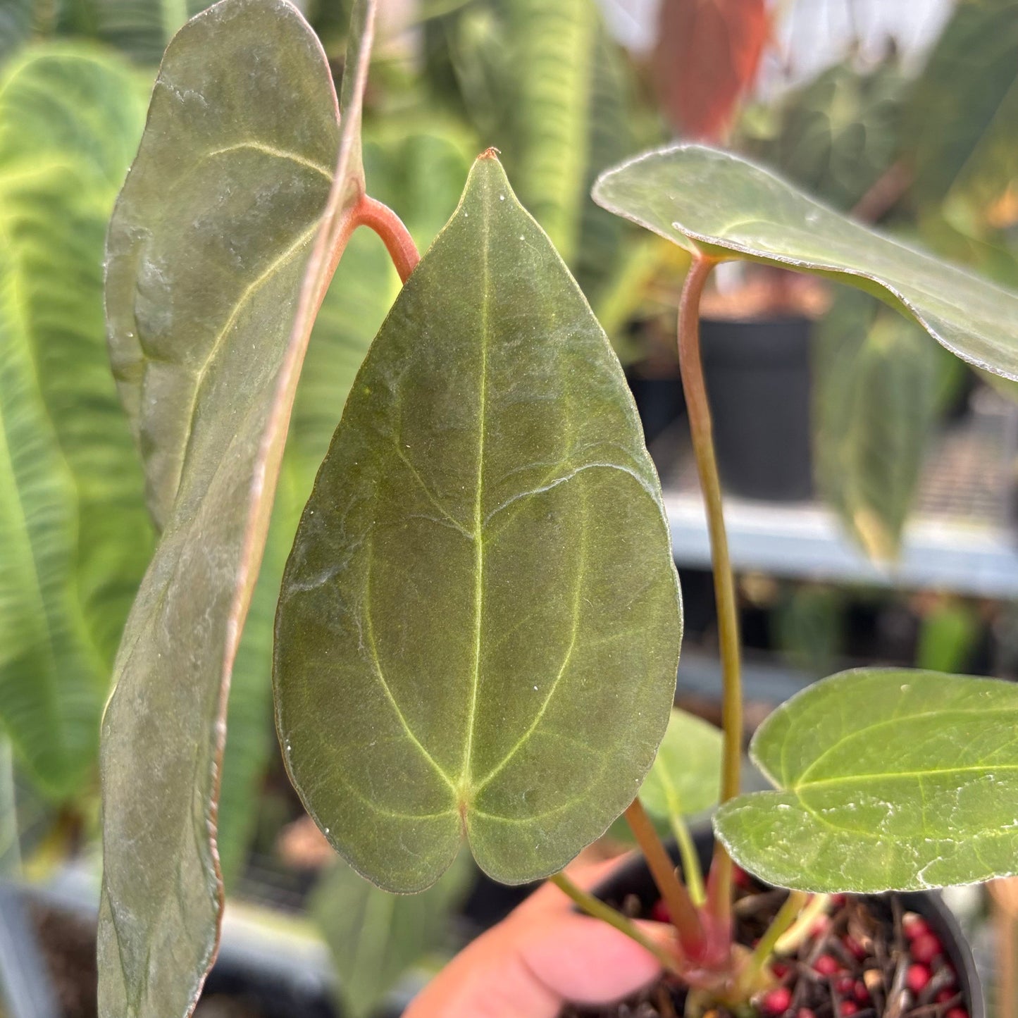 Anthurium Fort Sherman x Red Crystallinum — photo 5