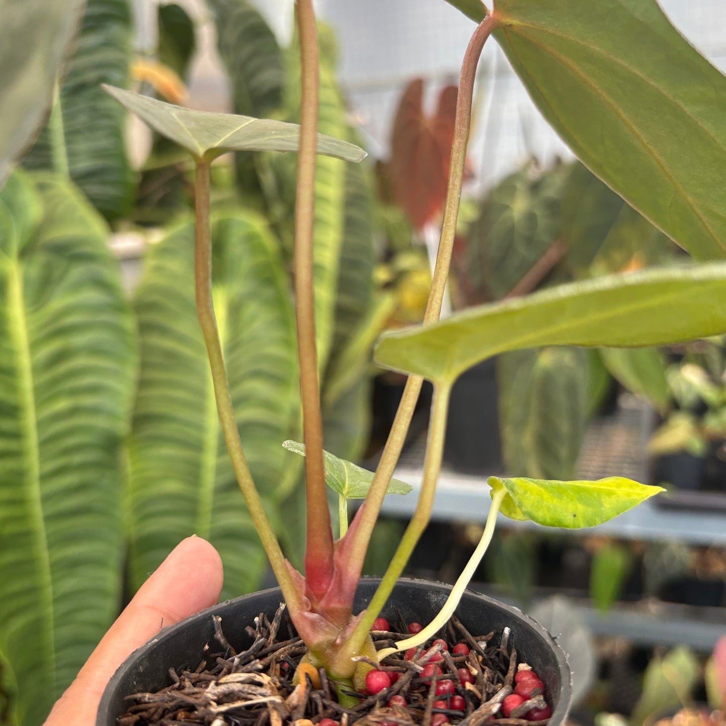 Anthurium Fort Sherman x Red Crystallinum — photo 6