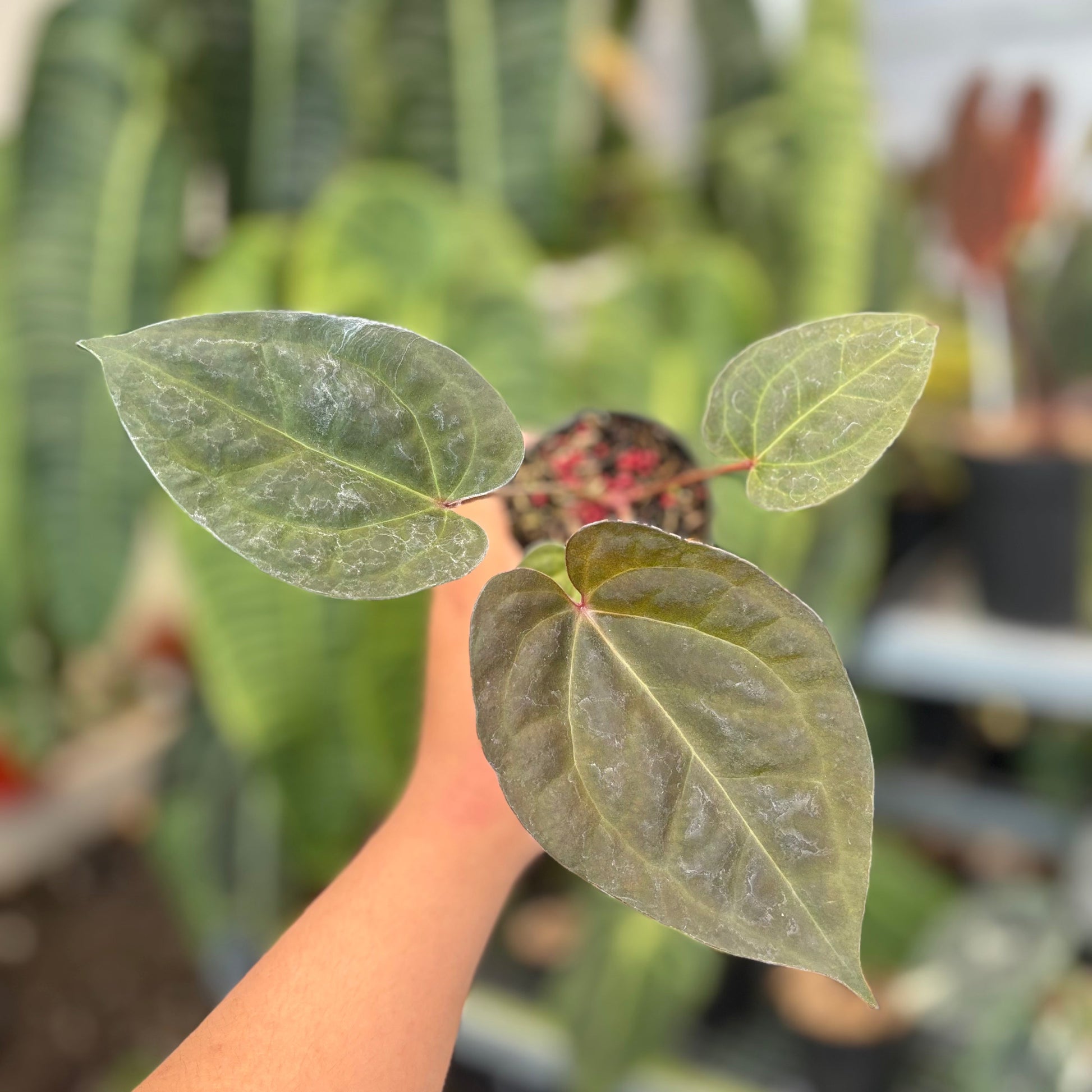 Anthurium Night Queen x Red Crystal - Indonesian Rare Plants