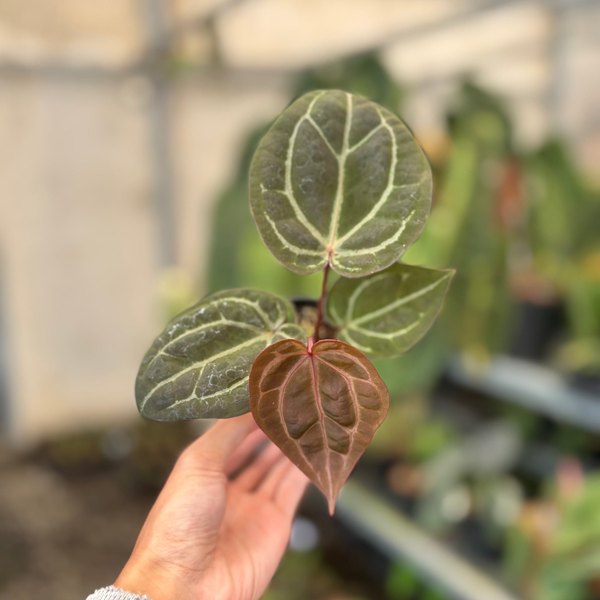 Anthurium Michelle x BVIT ZM Red - Indonesian Rare Plants