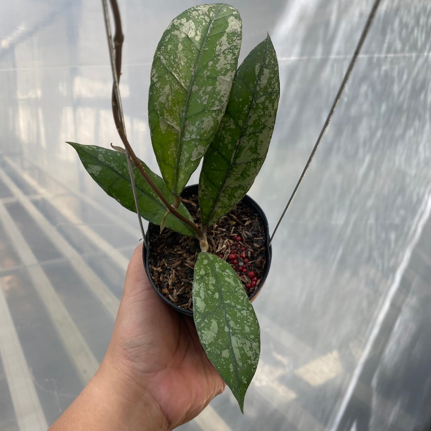 Hoya Clemensiorum Splash SP Aceh - Indonesian Rare Plants