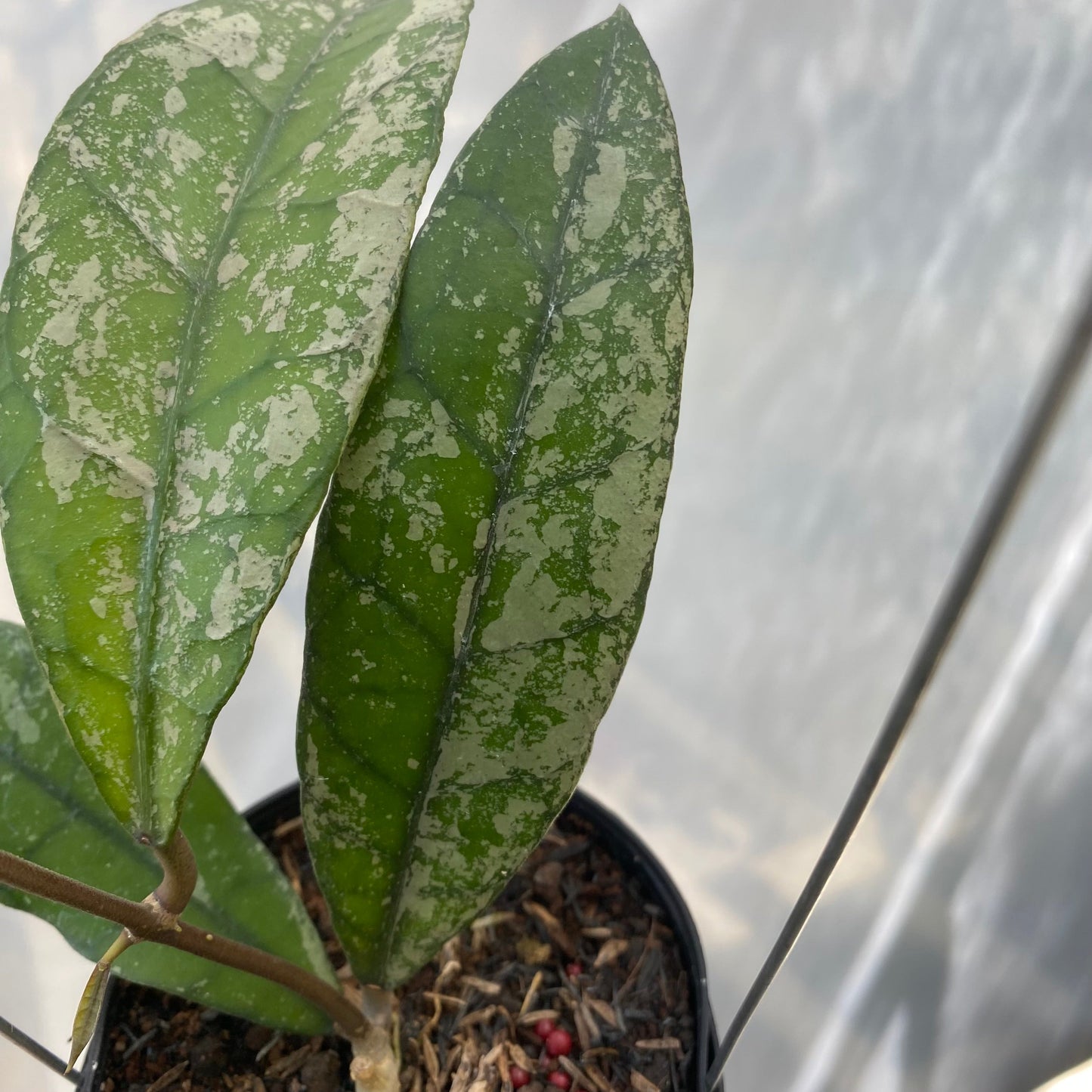 Hoya Clemensiorum Splash SP Aceh