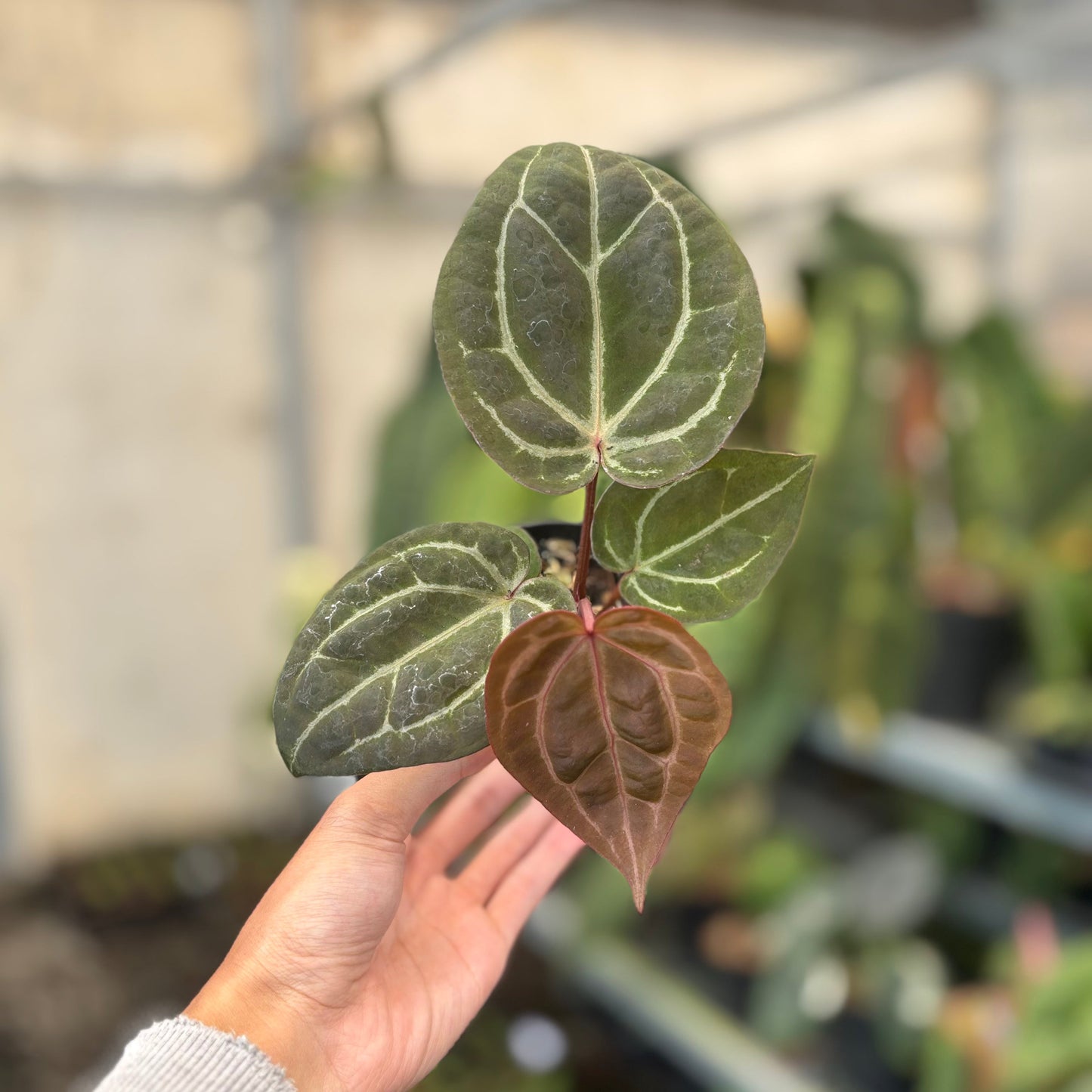 Anthurium Michelle x BVIT Zara Michelle Red — photo 2