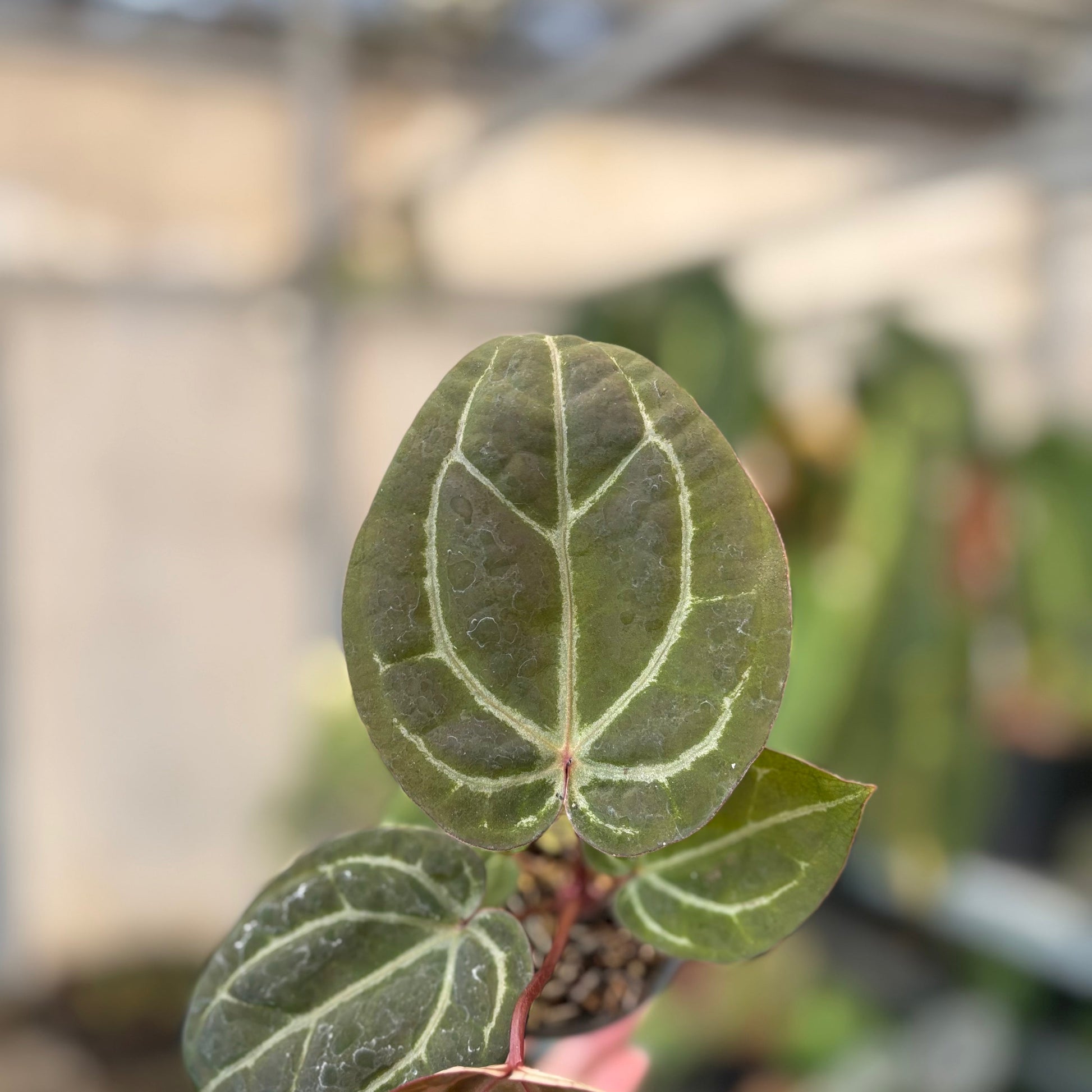 Anthurium Michelle x BVIT Zara Michelle Red — photo 3