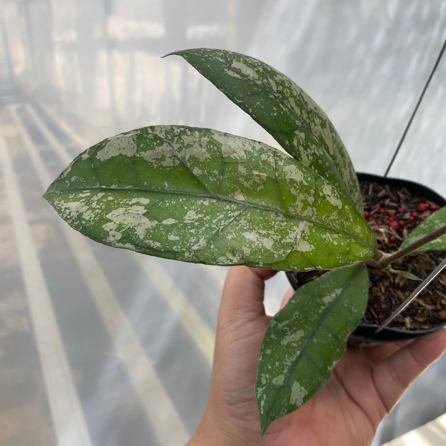 Hoya Clemensiorum Splash SP Aceh