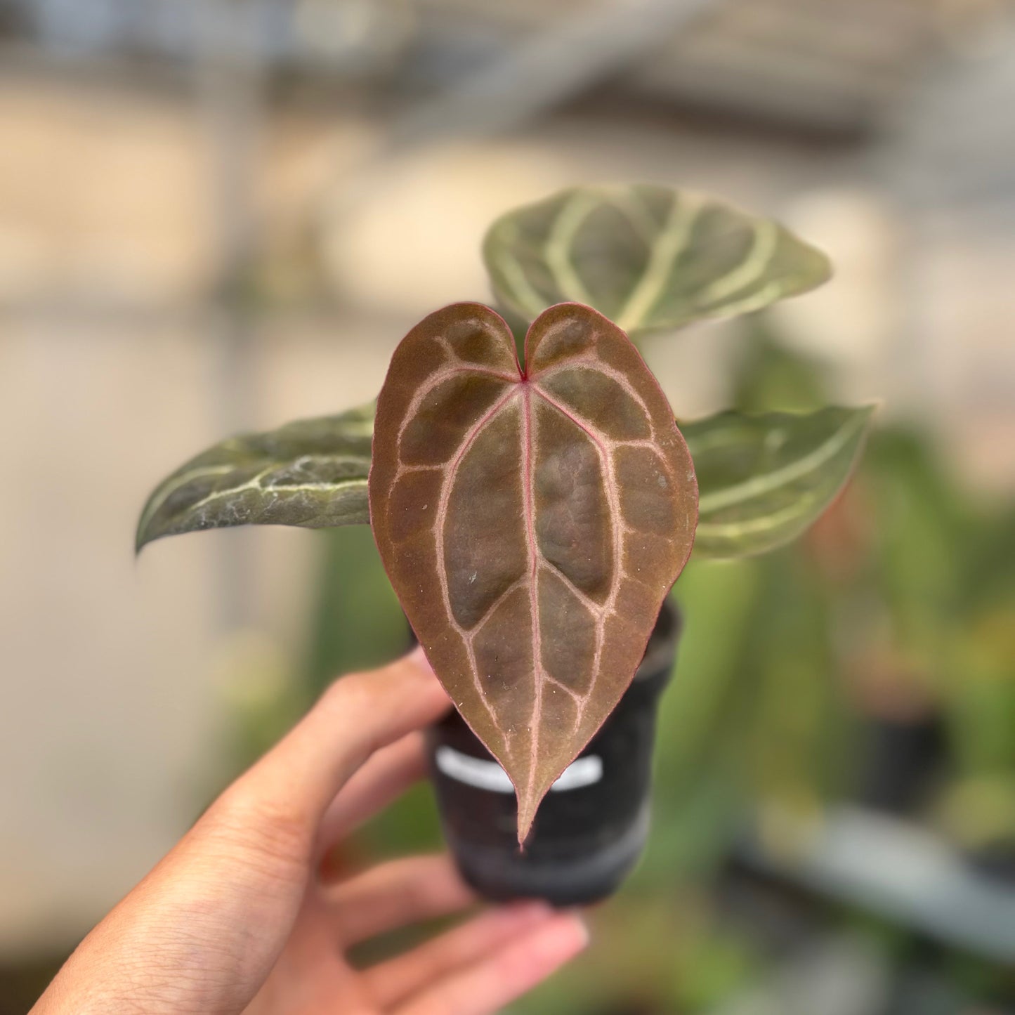 Anthurium Michelle x BVIT Zara Michelle Red — photo 4