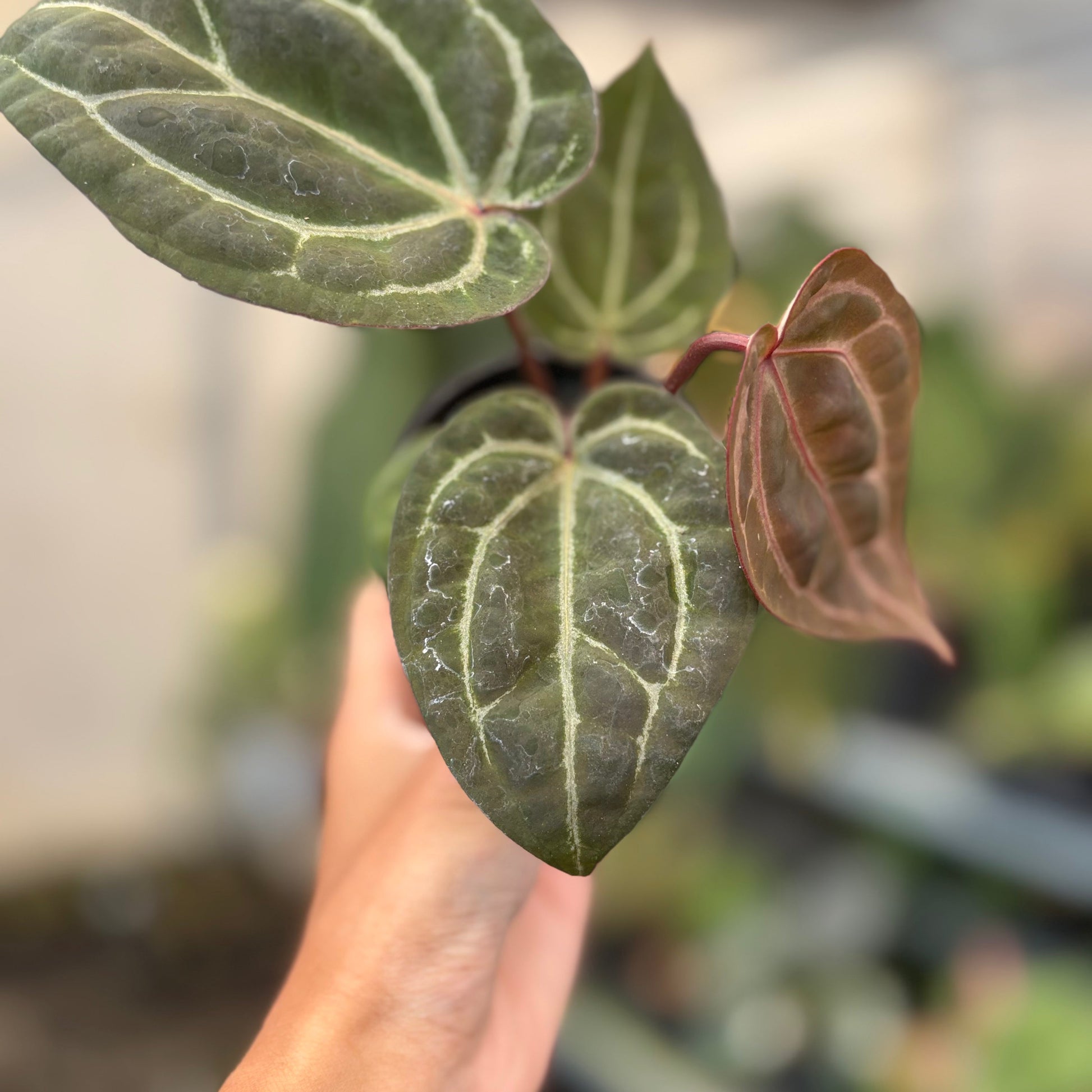 Anthurium Michelle x BVIT Zara Michelle Red — photo 5
