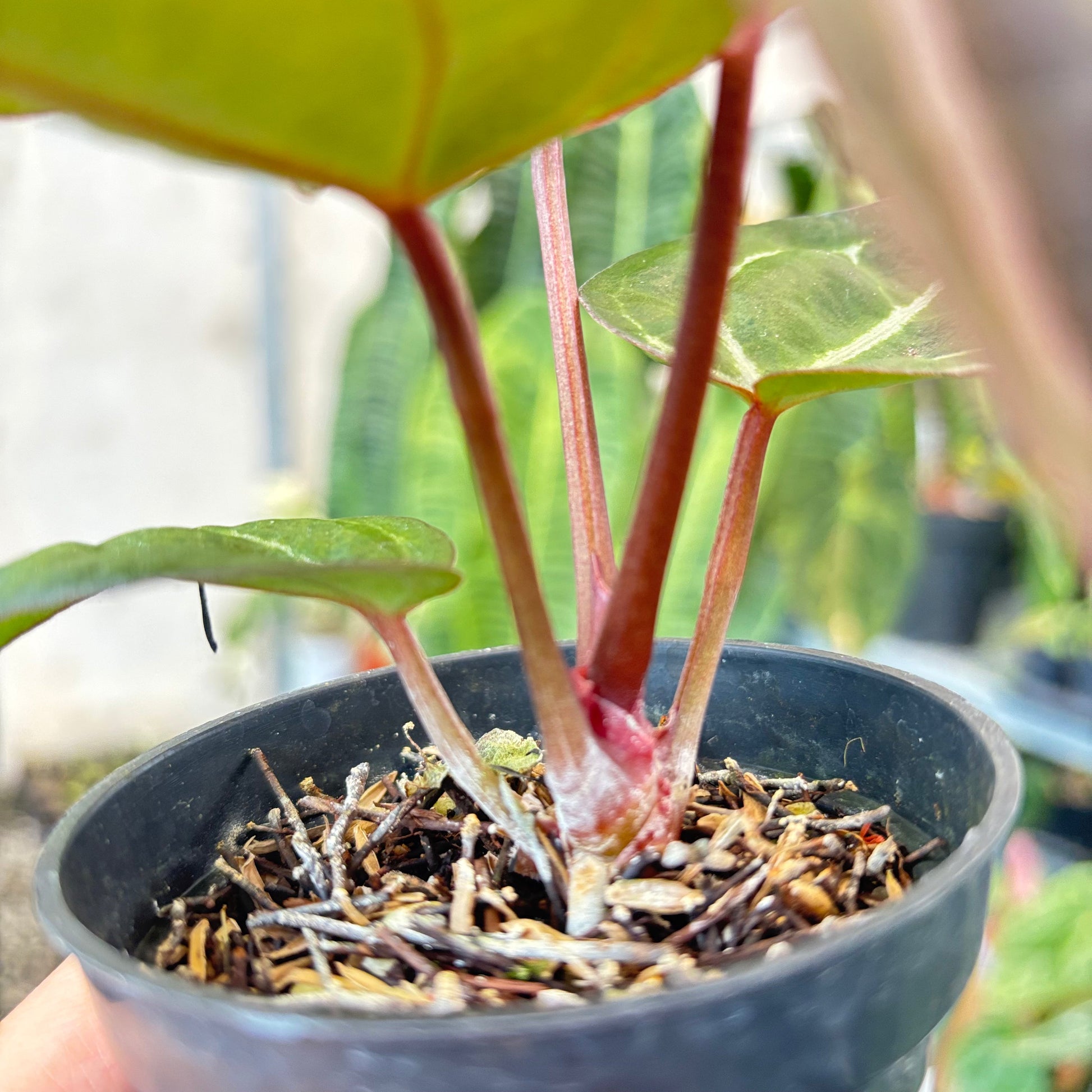 Anthurium Michelle x BVIT Zara Michelle Red — photo 6