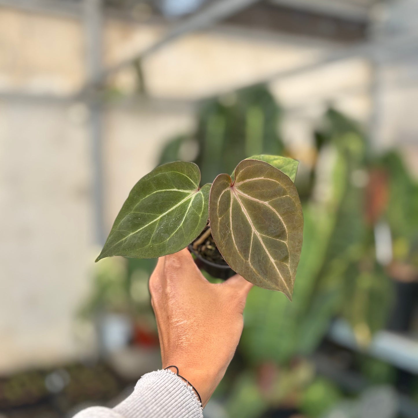 Anthurium Angela x Black Widow - Indonesian Rare Plants