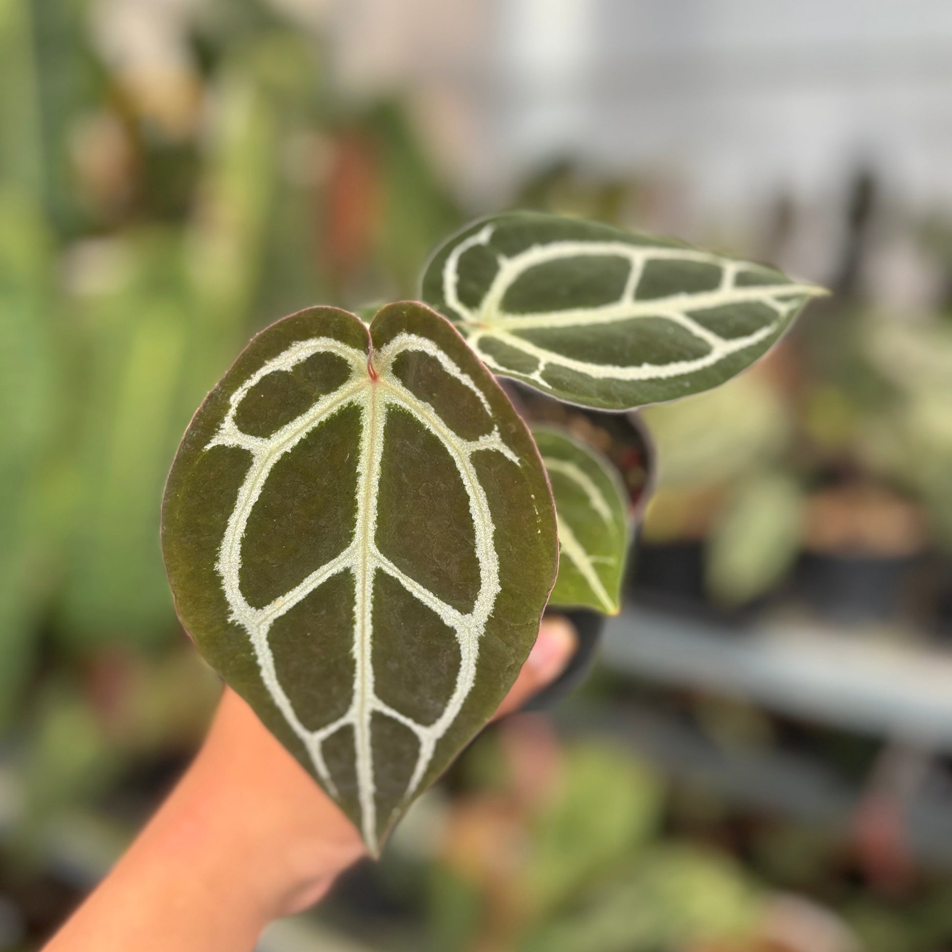 Anthurium Panglima x BVIT x Zara Michelle - Indonesian Rare Plants
