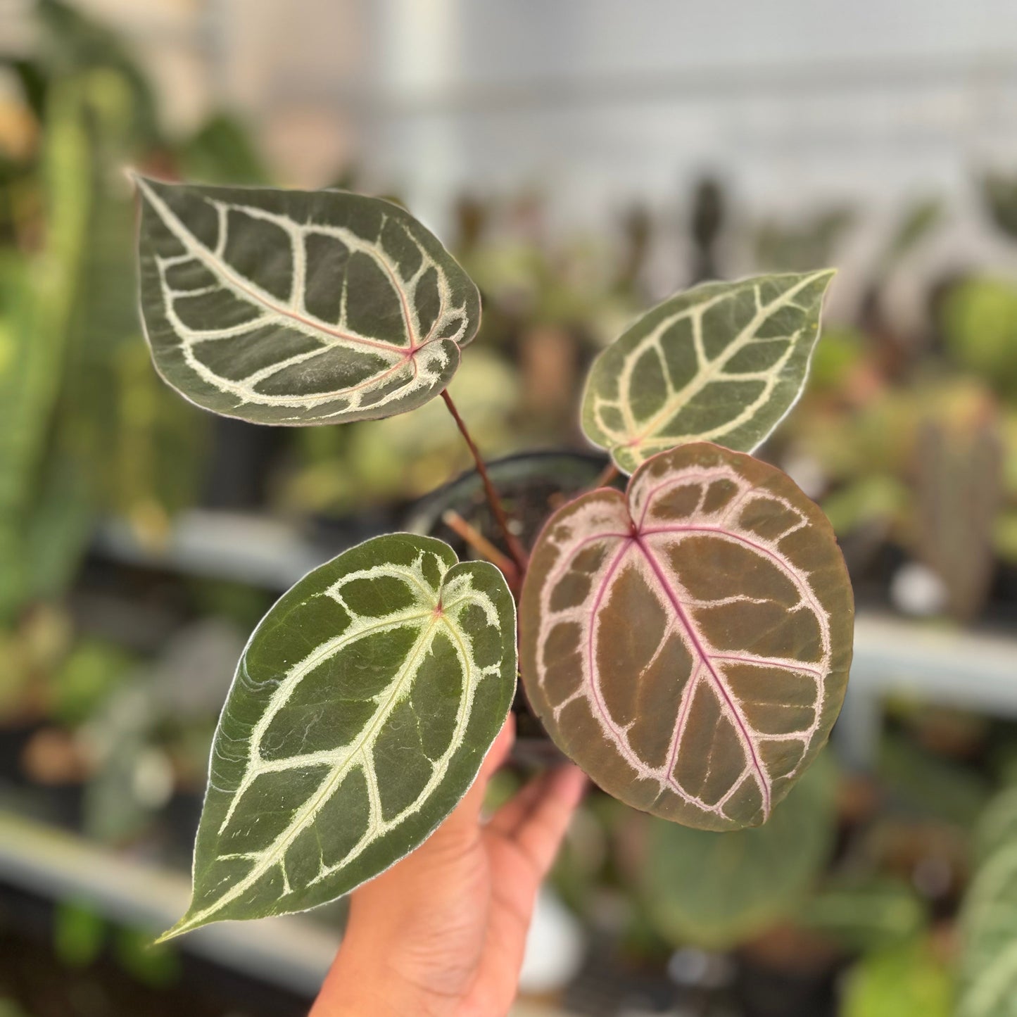Anthurium HU x Red x Michelle x Torto - Indonesian Rare Plants