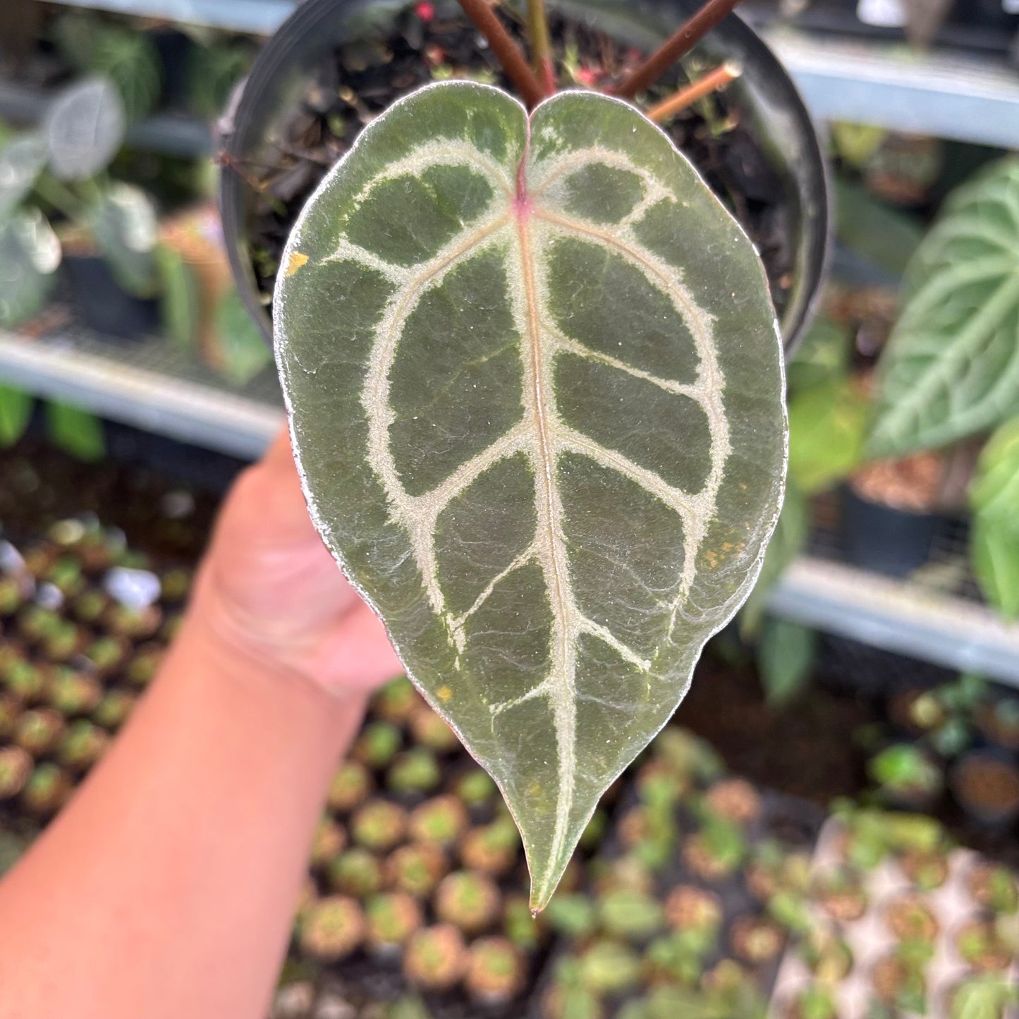 Anthurium HU x Red x Michelle x Torto