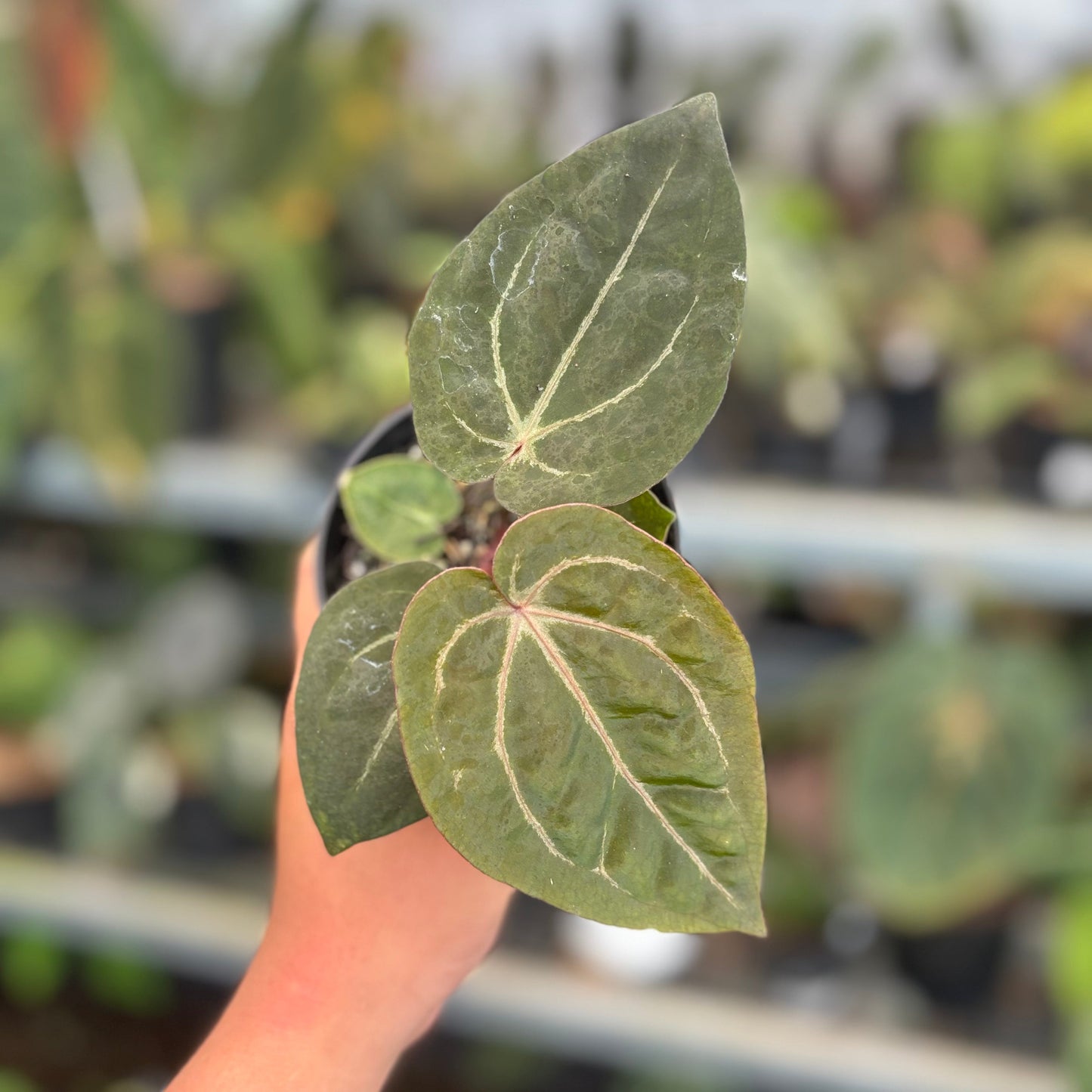Anthurium Black Muscle x TSG - Indonesian Rare Plants