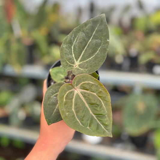 Anthurium Black Muscle x TSG - Indonesian Rare Plants