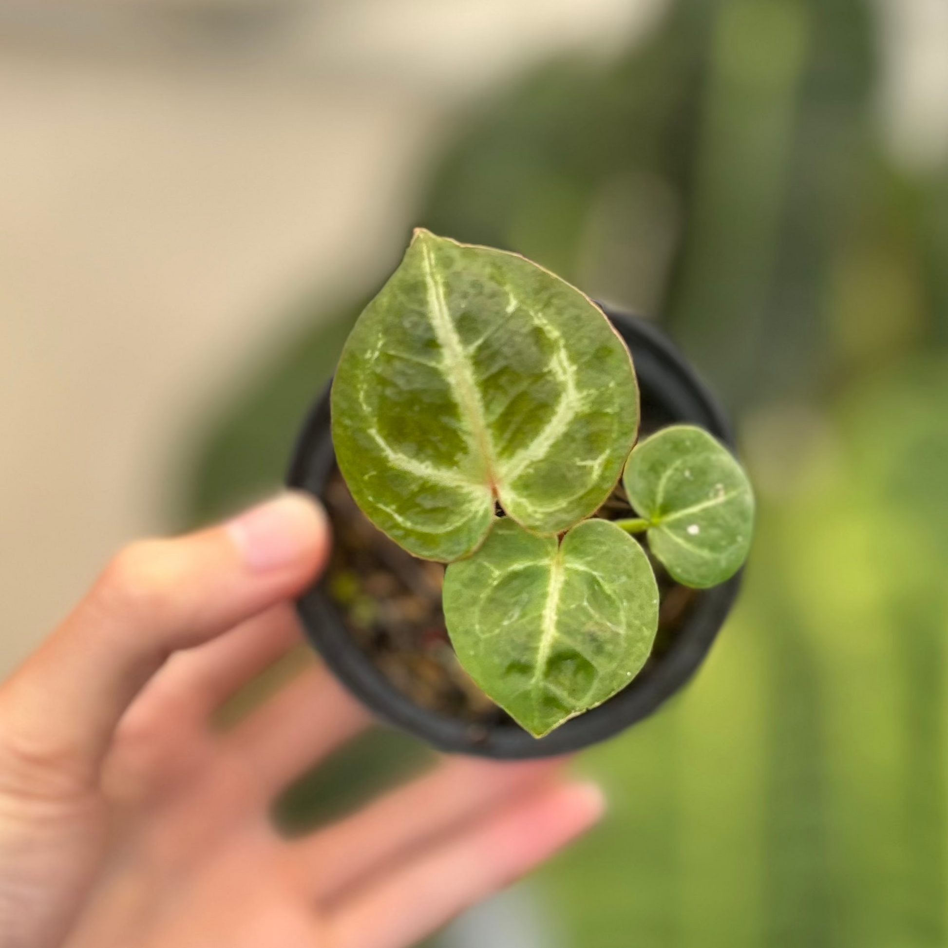 Anthurium TSG x King Of Spades - Indonesian Rare Plants