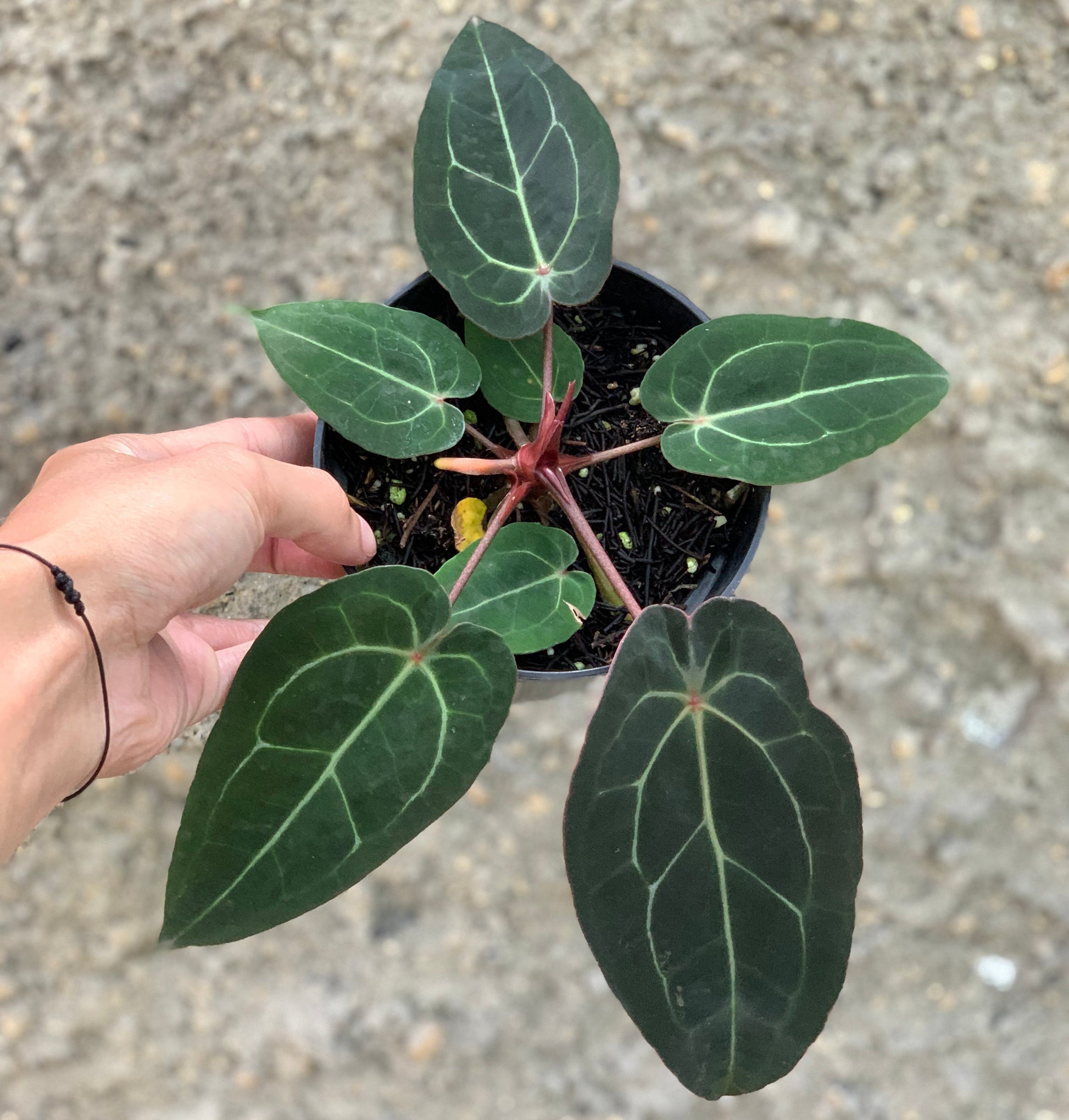 Anthurium Forgetti x (Michelle x Tirtoise Grey) - Indonesian Rare Plants