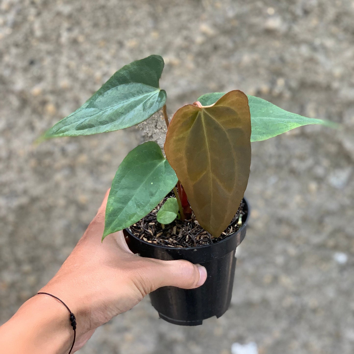 Anthurium (DHS x RVC) x RVDP Variegated - Indonesian Rare Plants