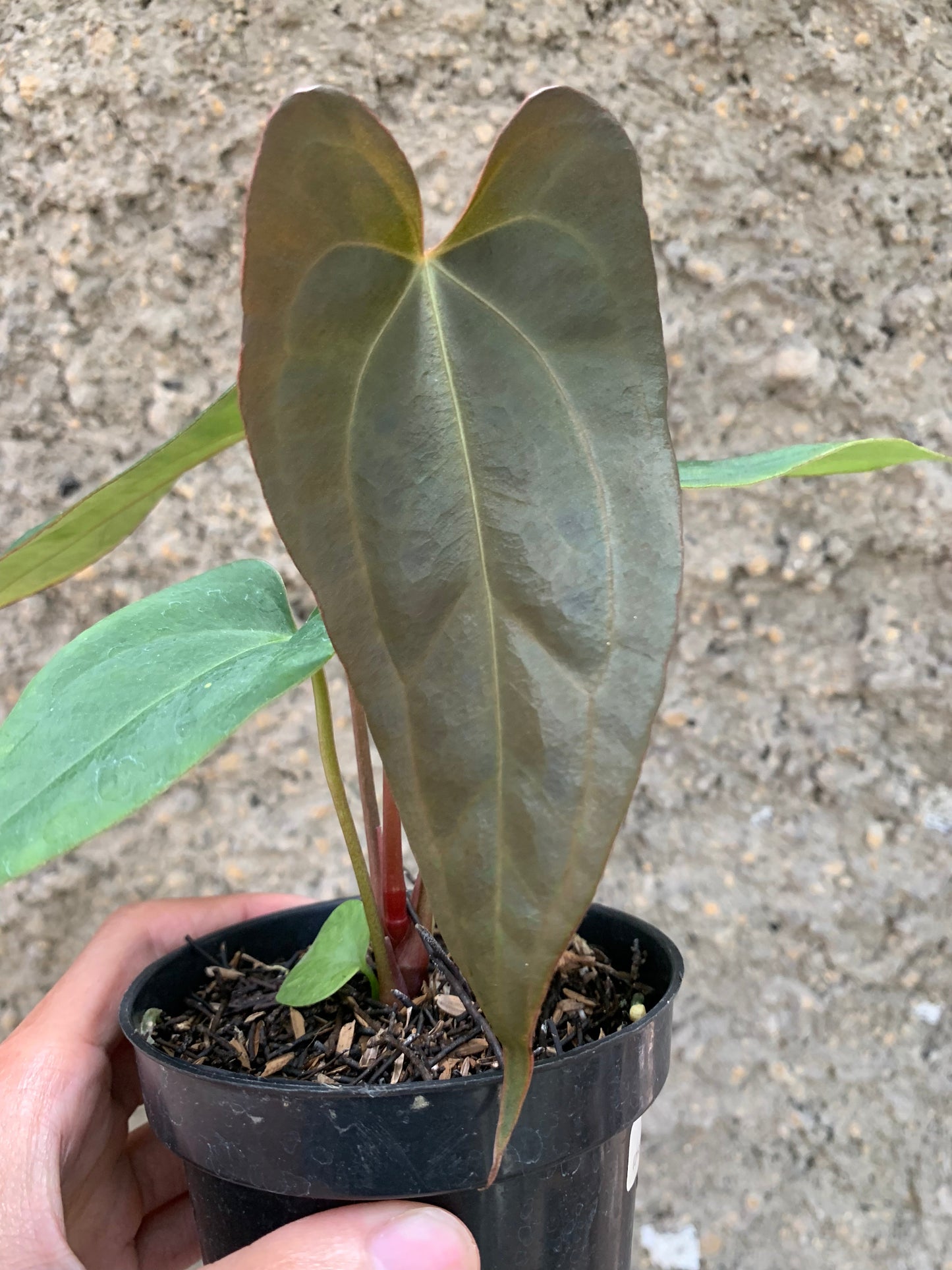 Anthurium (DHS x RVC) x RVDP Variegated