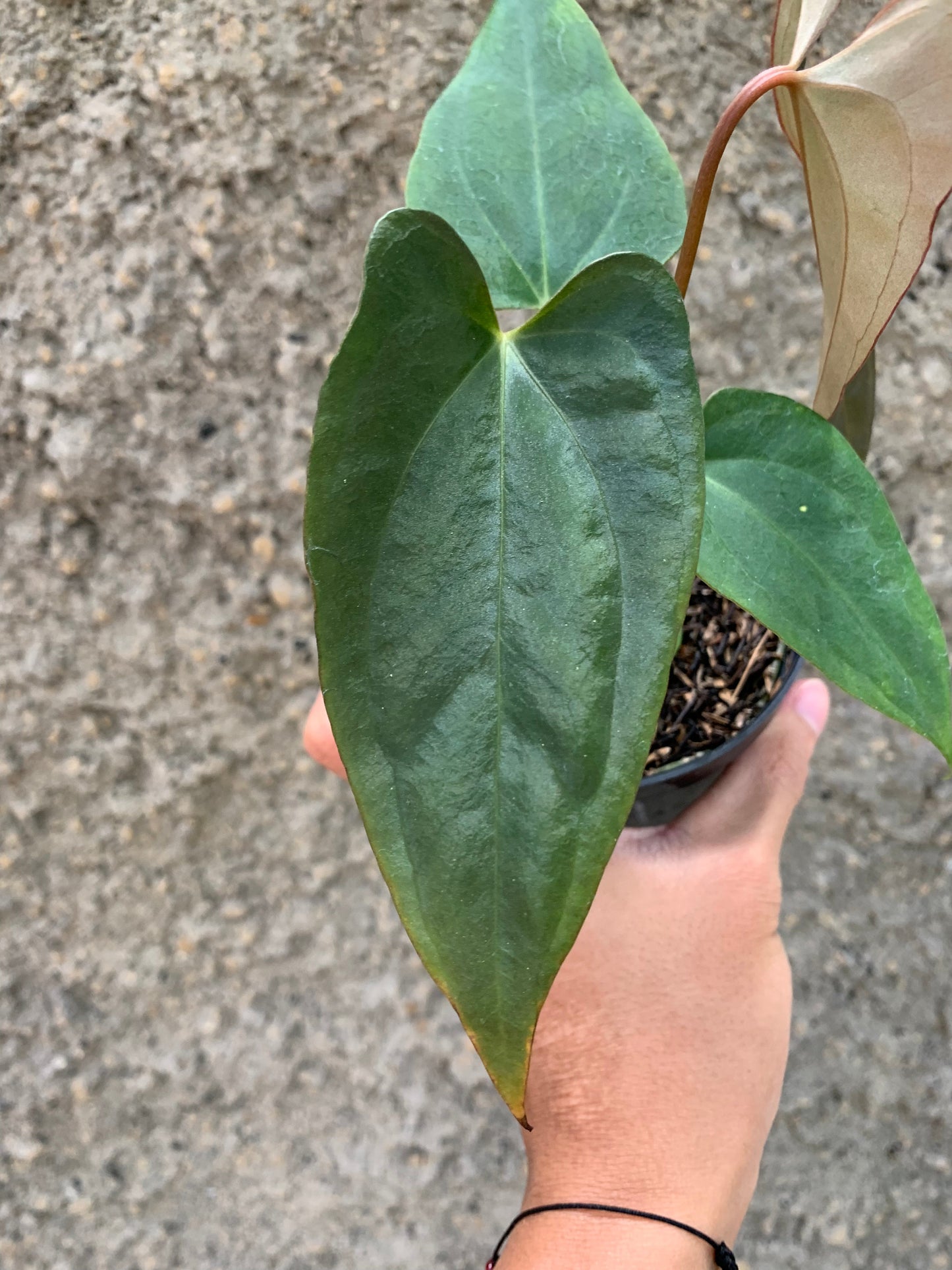 Anthurium (DHS x RVC) x RVDP Variegated