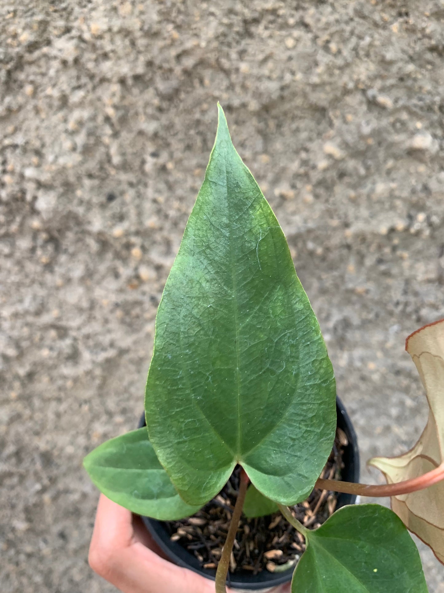 Anthurium (DHS x RVC) x RVDP Variegated