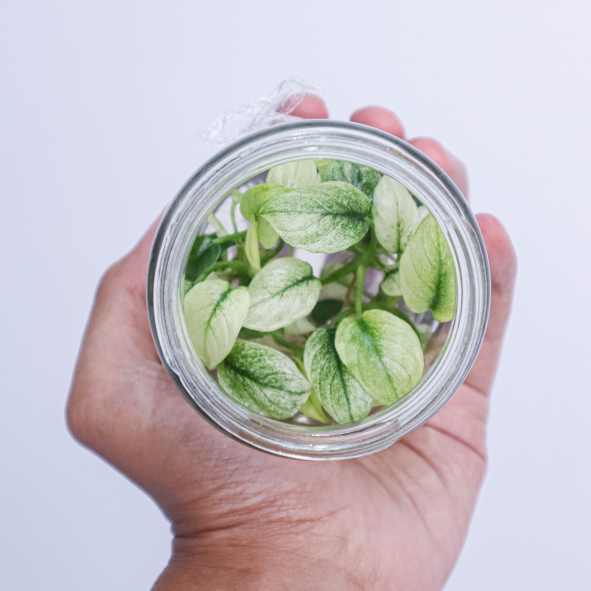 Tissue Culture - Homalomena Variegated - Indonesian Rare Plants