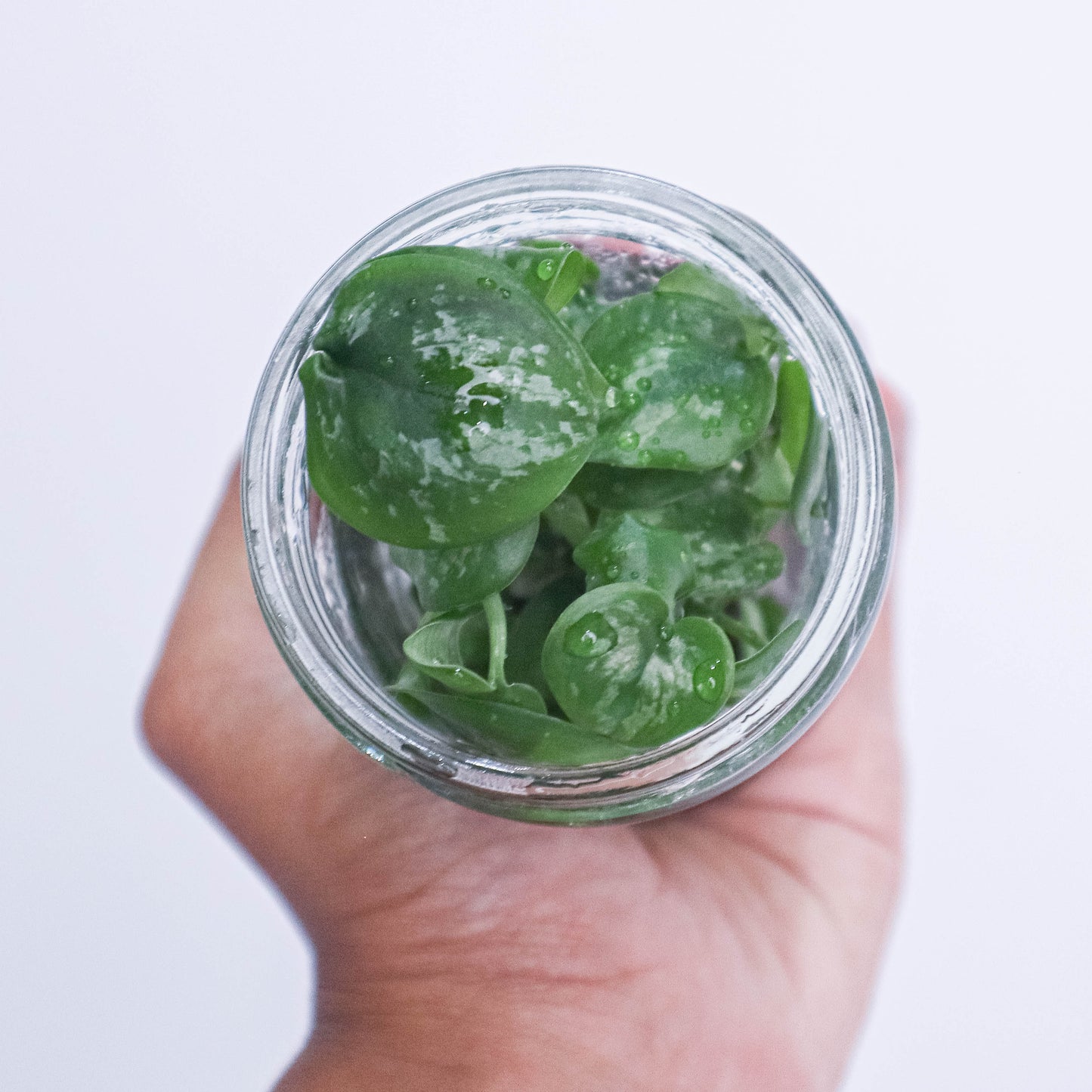 Tissue Culture - Scindapsus Exotica - Indonesian Rare Plants