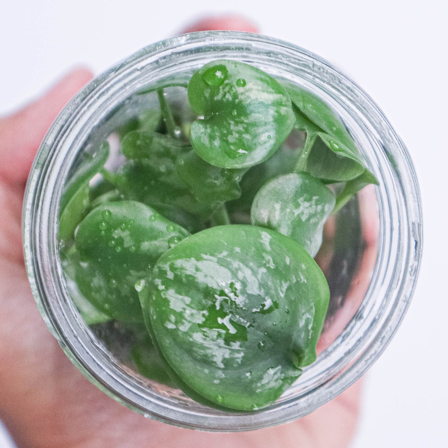 Tissue Culture - Scindapsus Exotica