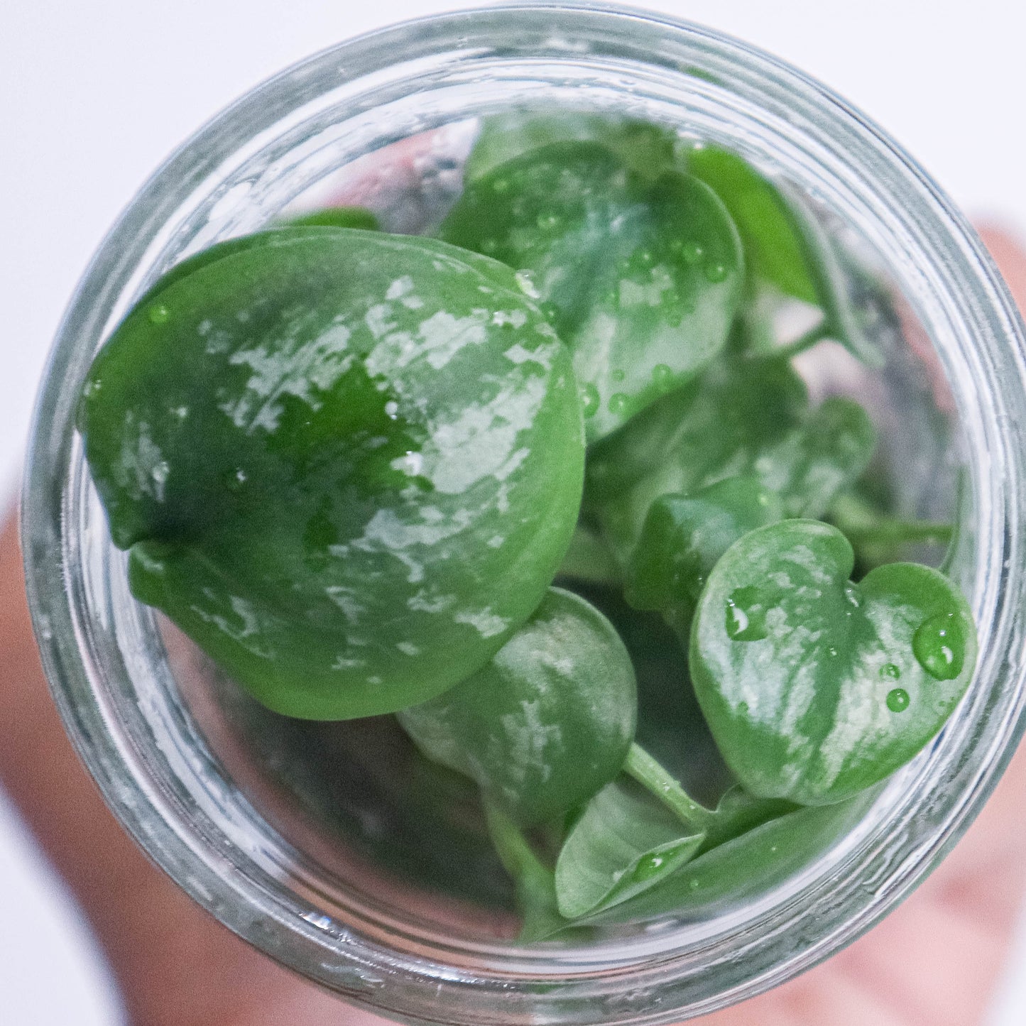 Tissue Culture - Scindapsus Exotica