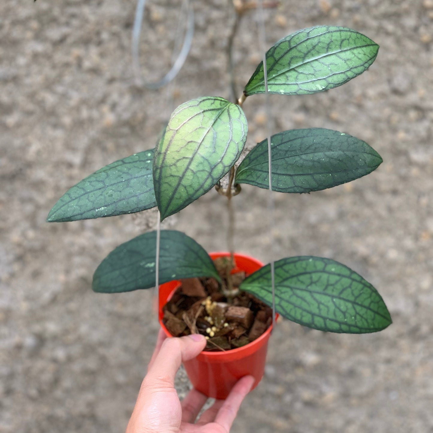 Hoya vitellinoides Sp Sumatra — rare Indonesian plant